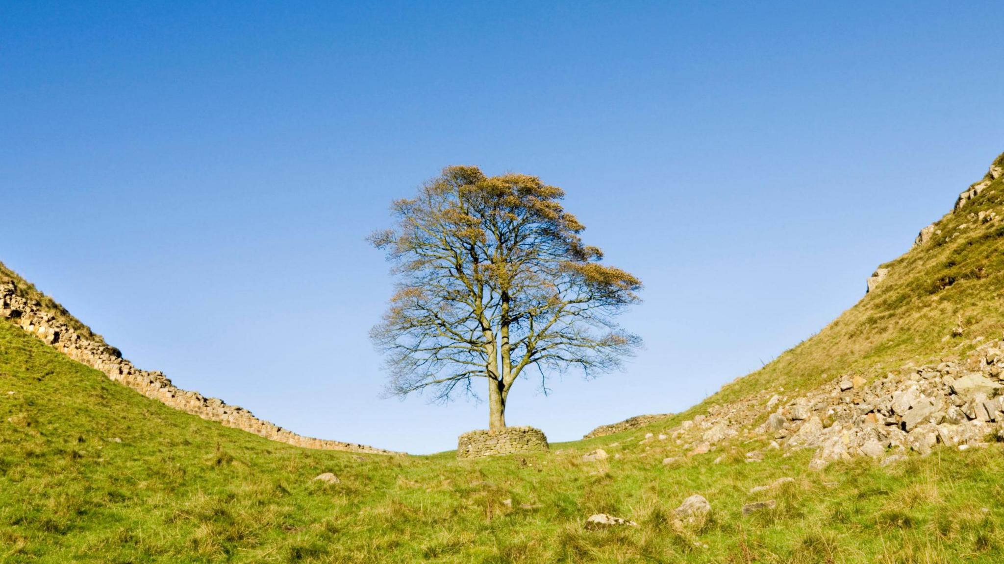 A sycamore tree stands in a dip between two hills. An old stone wall runs either side of the tree.