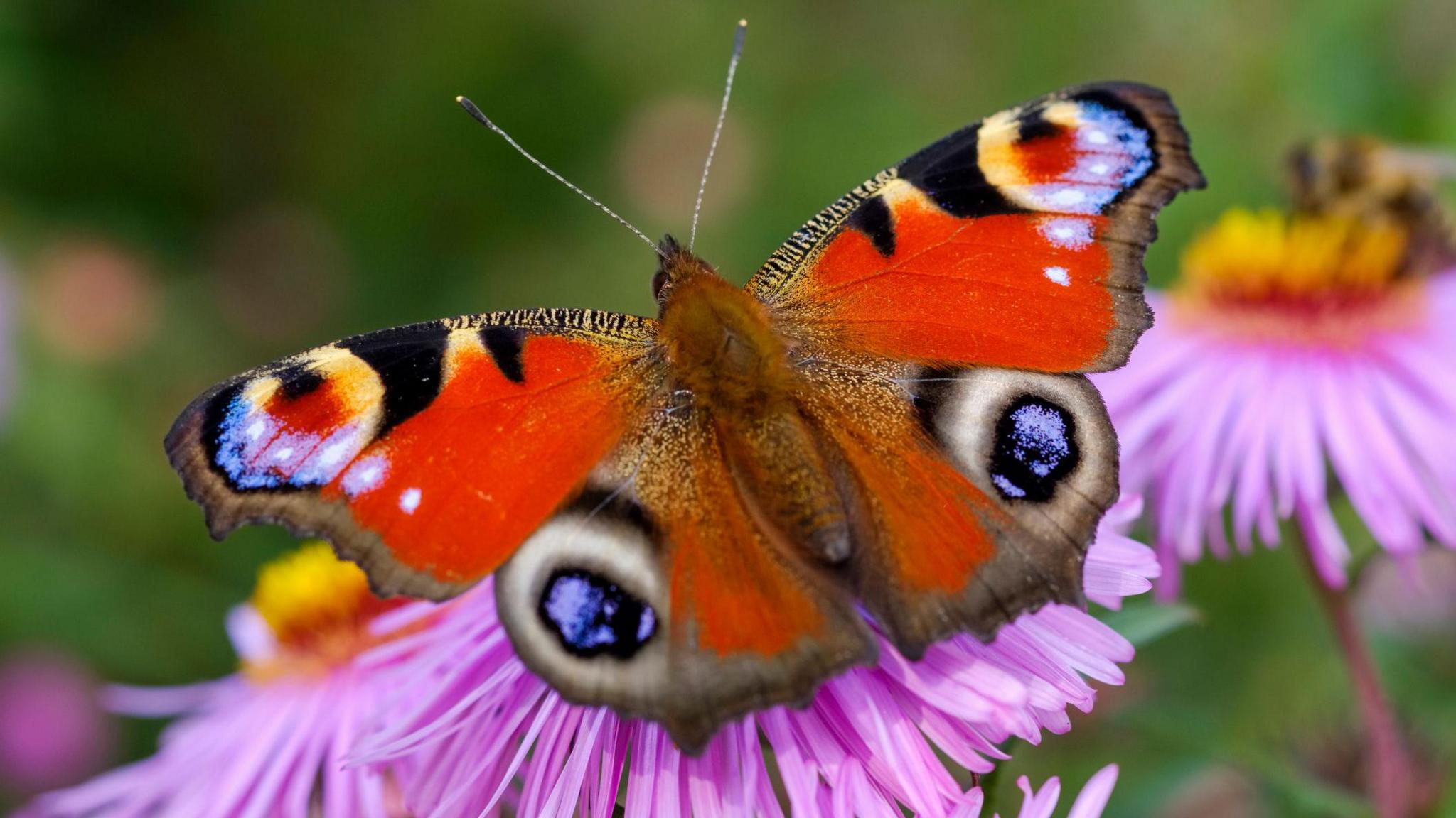 A peacock butterfly resting on a purple flower. The brown-bodied butterfly has orange wings with black and purple reflective spots on its wings.