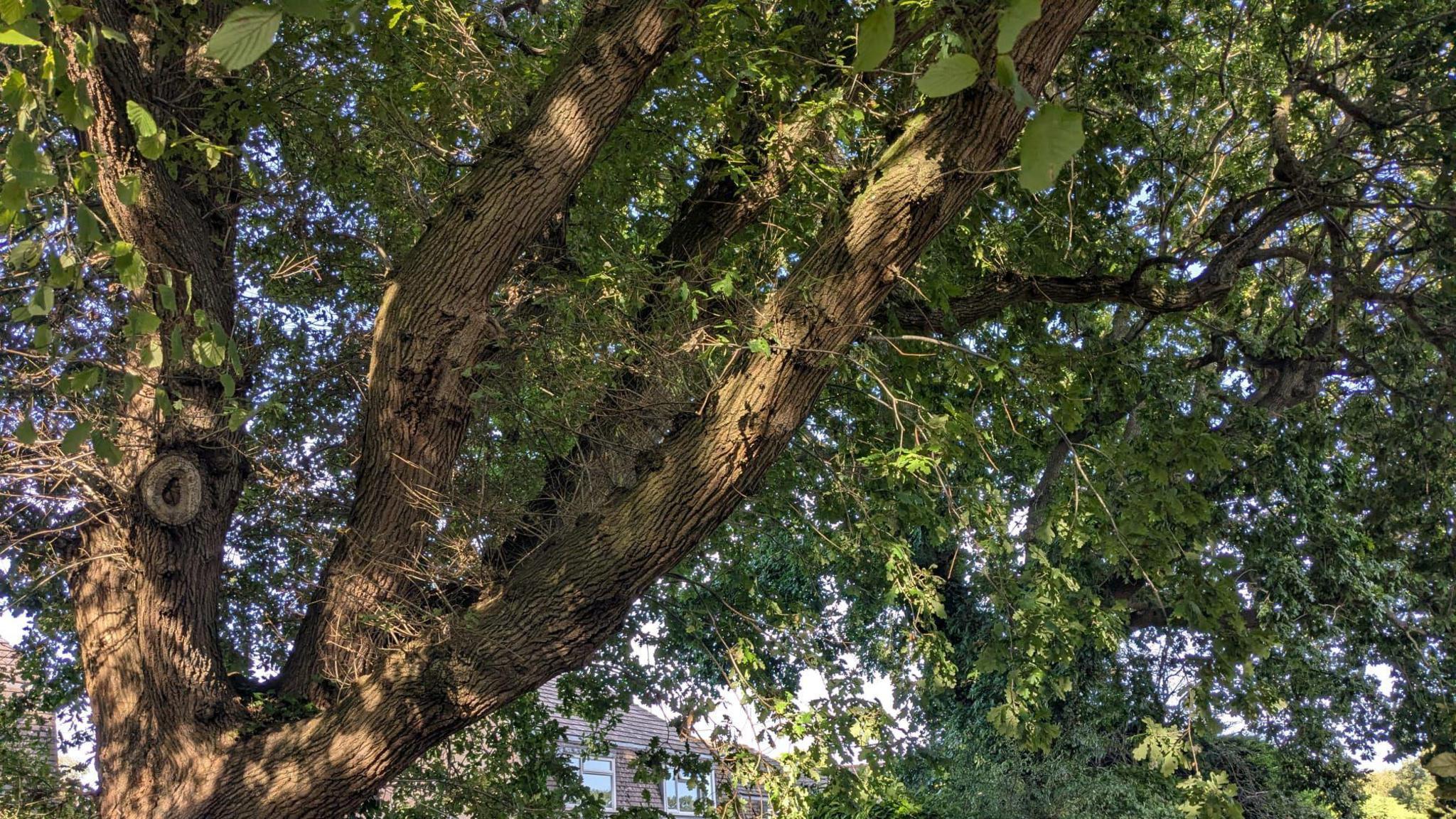 A large oak tree on a sunny day. 