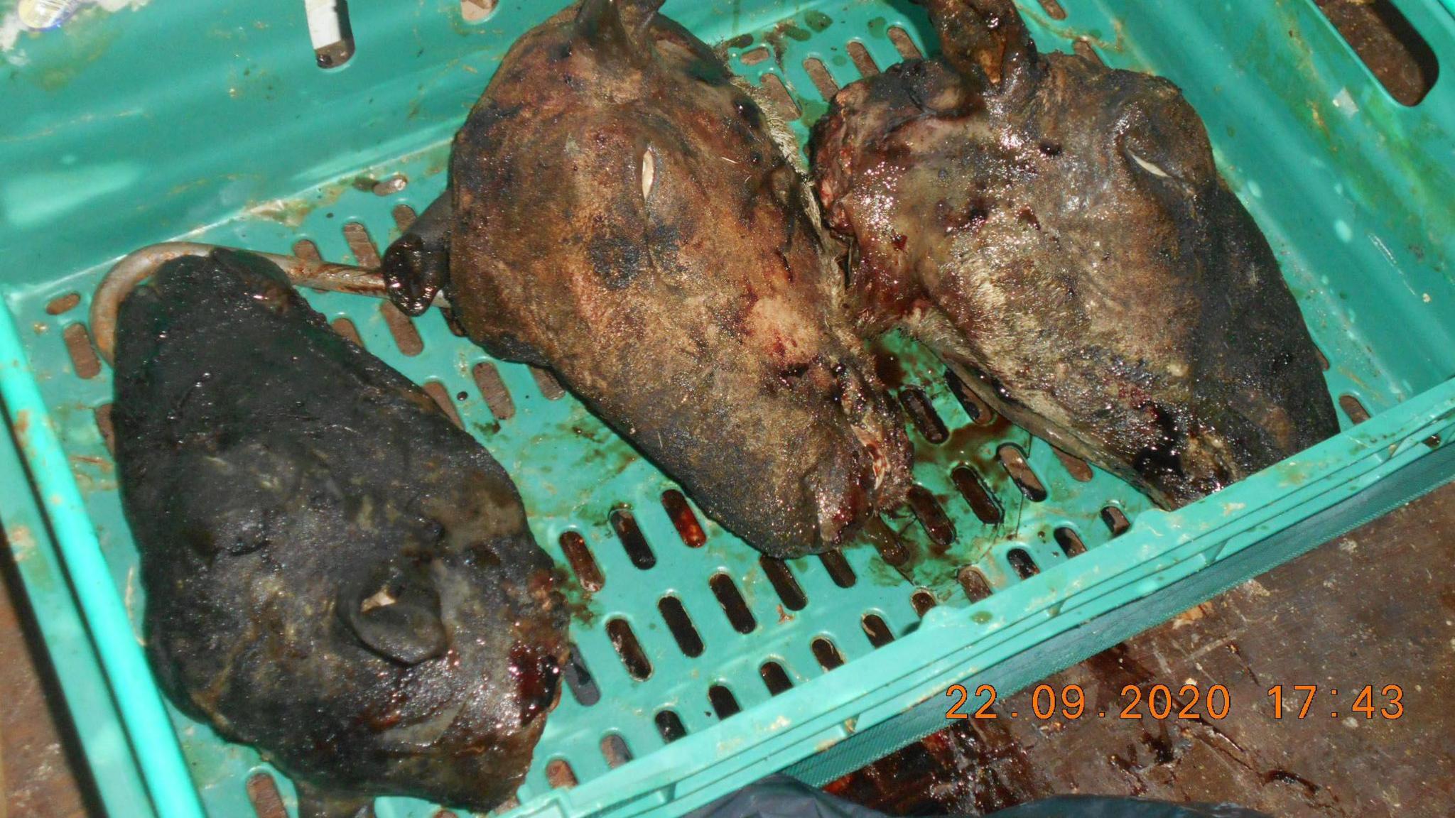 Three unidentifiable pieces of dark meat lying in a green crate