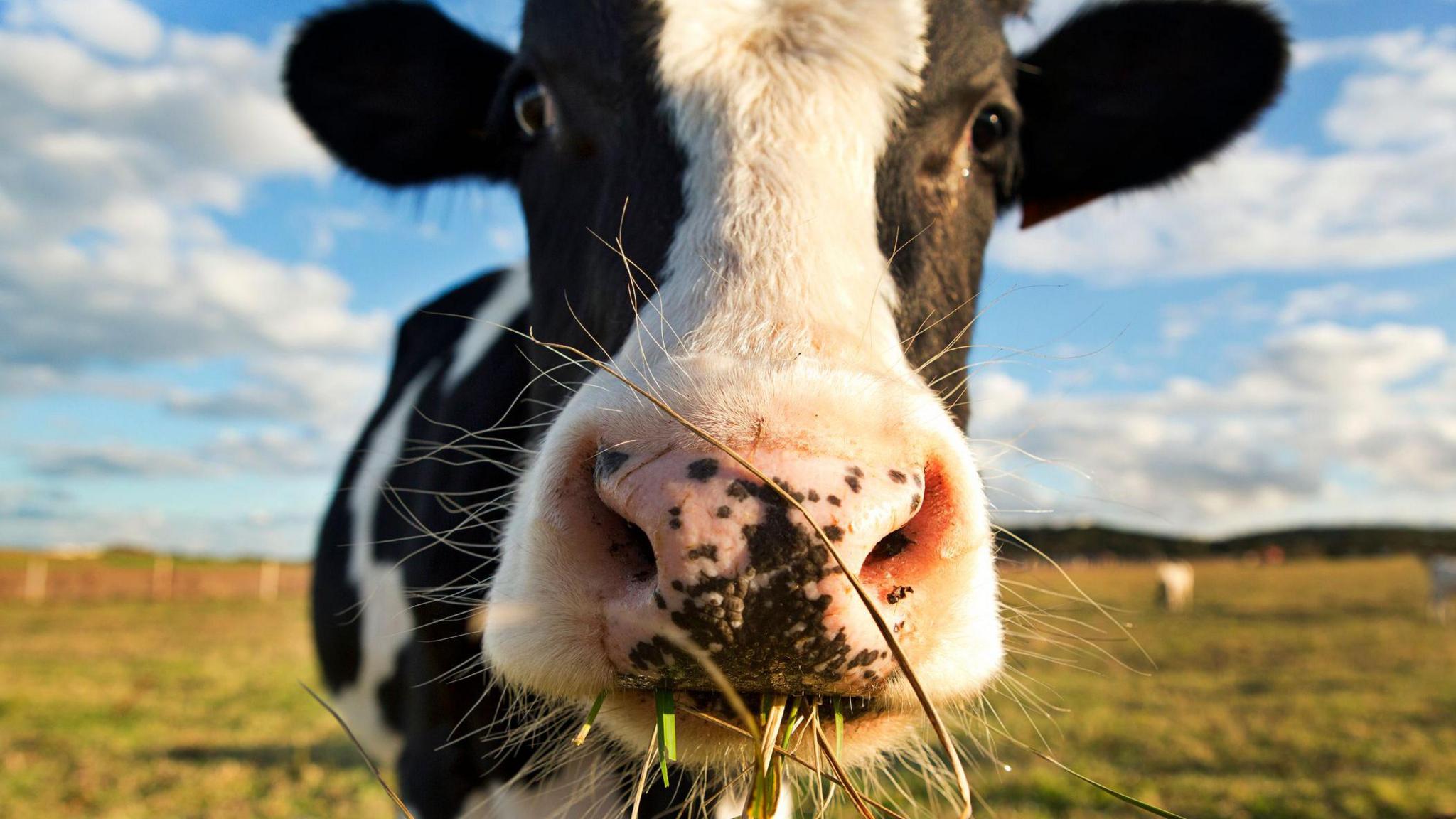 A cow chewing grass.