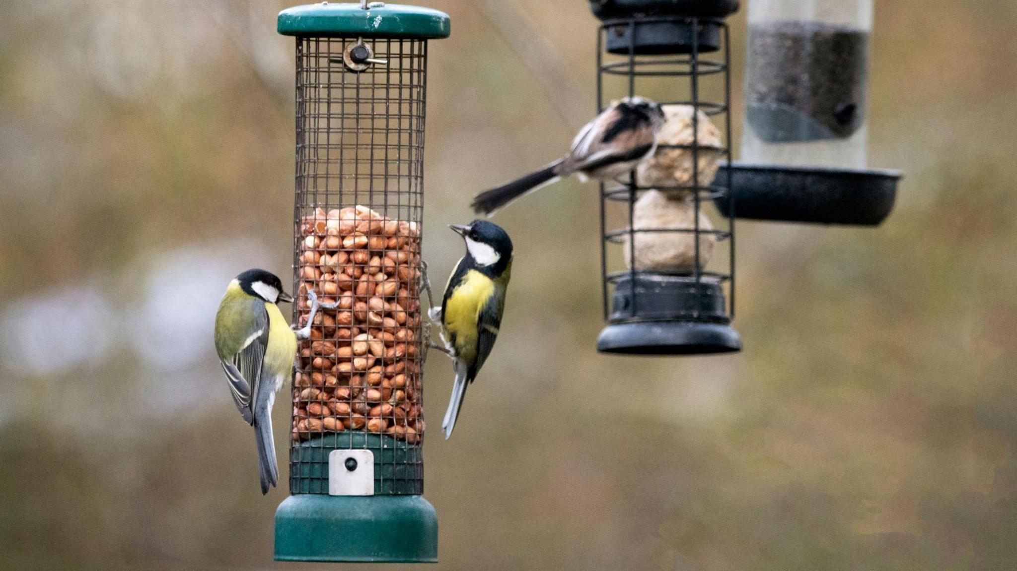 Blue tits and great tits feeding on peanuts that have been put out in a hanging feeder to help birds over the winter. A long-tailed tit is feeding on fat balls behind.