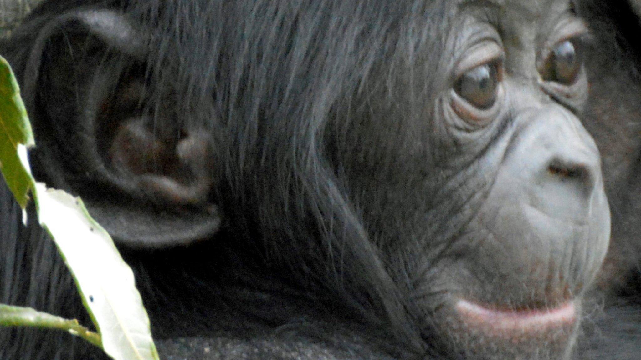 Ndeko, the baby bonobo, at Leicestershire's Twycross Zoo