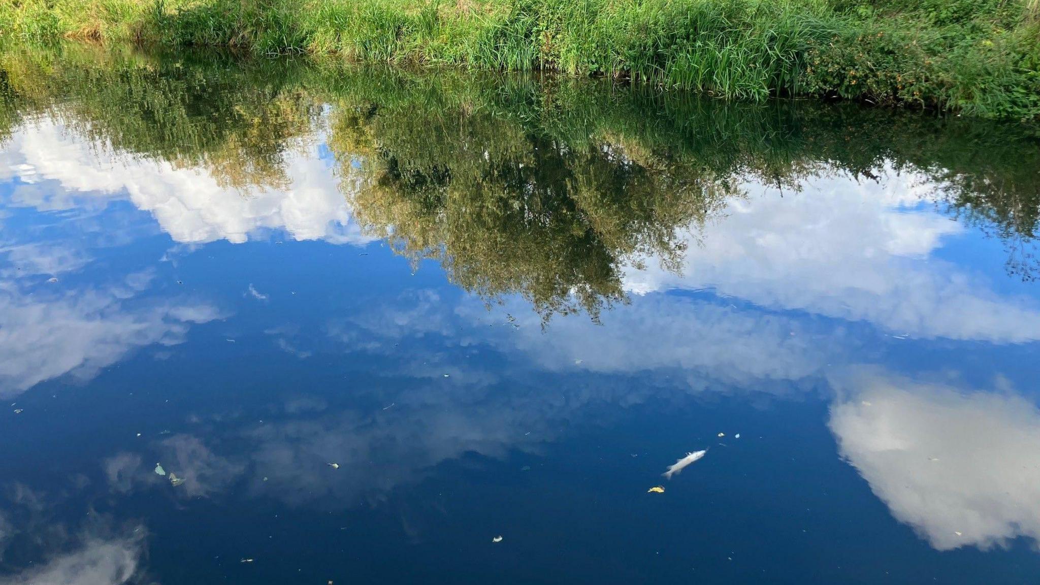 A large area of water with a white dead fish floating in it with greenery on the banks in the background. 