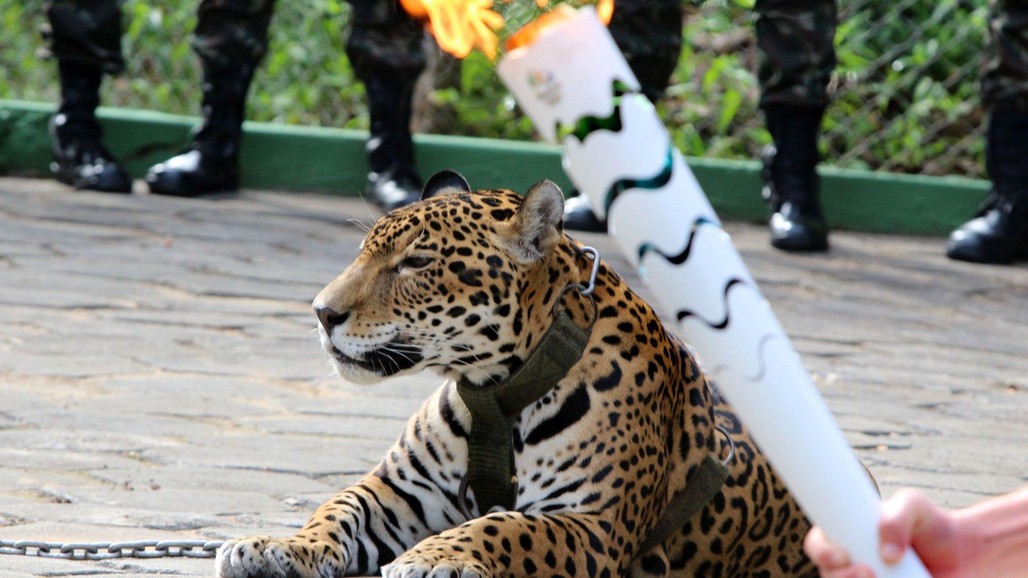 The Olympic Torch, hold by an athlete, is seen by a jaguar -symbol of Amazonia- during a ceremony in Manaus, northern Brazil, on 20 June 2016.