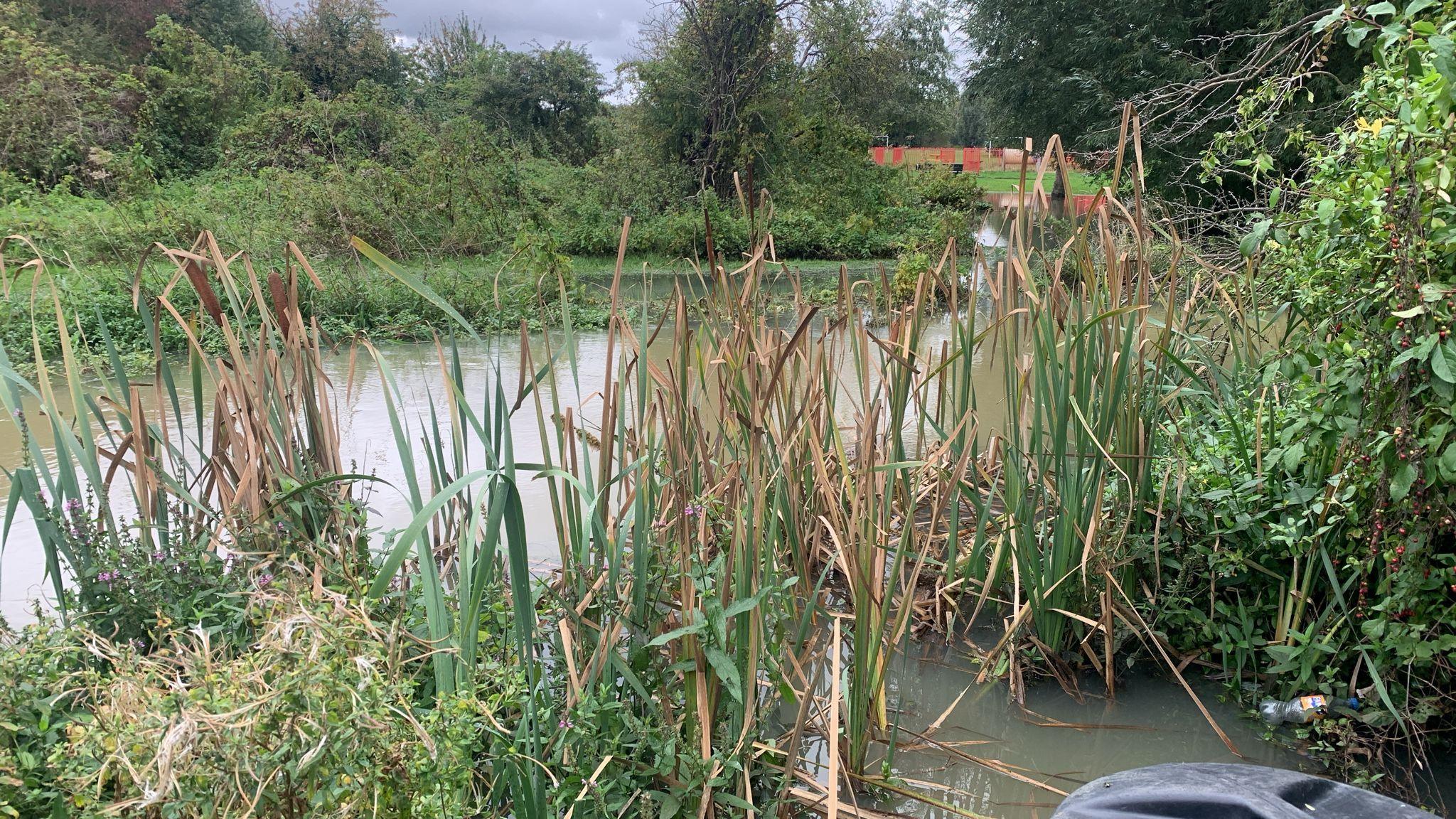 Grass and reeds in the foreground, a large patch of water in the centre and grass in the background with a play area in the distance