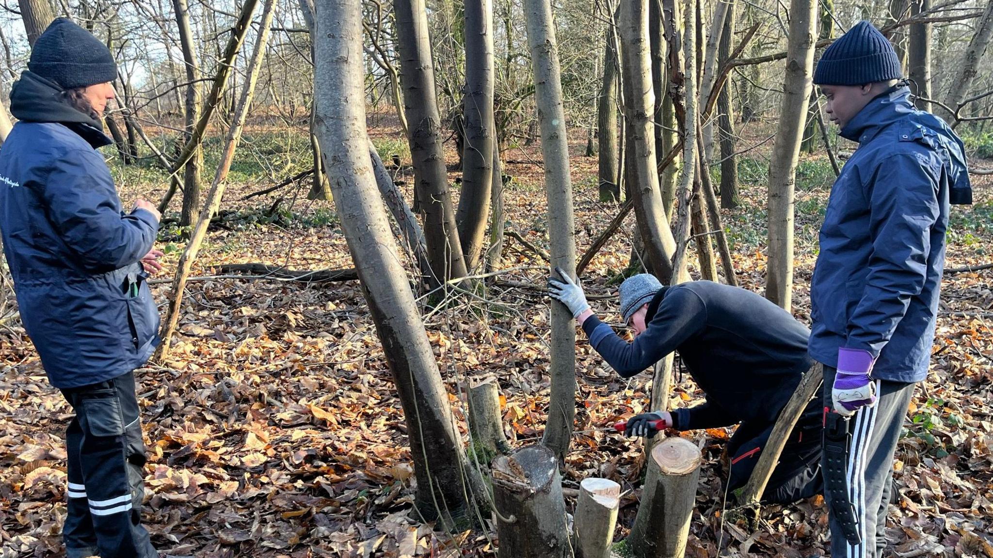 Three participants in the My Green Future volunteering project pictured coppicing in the woods in Frensham, Surrey. On the right-hand side is two male participants, one of which is using a tool to coppice a tree. On the left-hand side is a female participant, who is watching the process. 