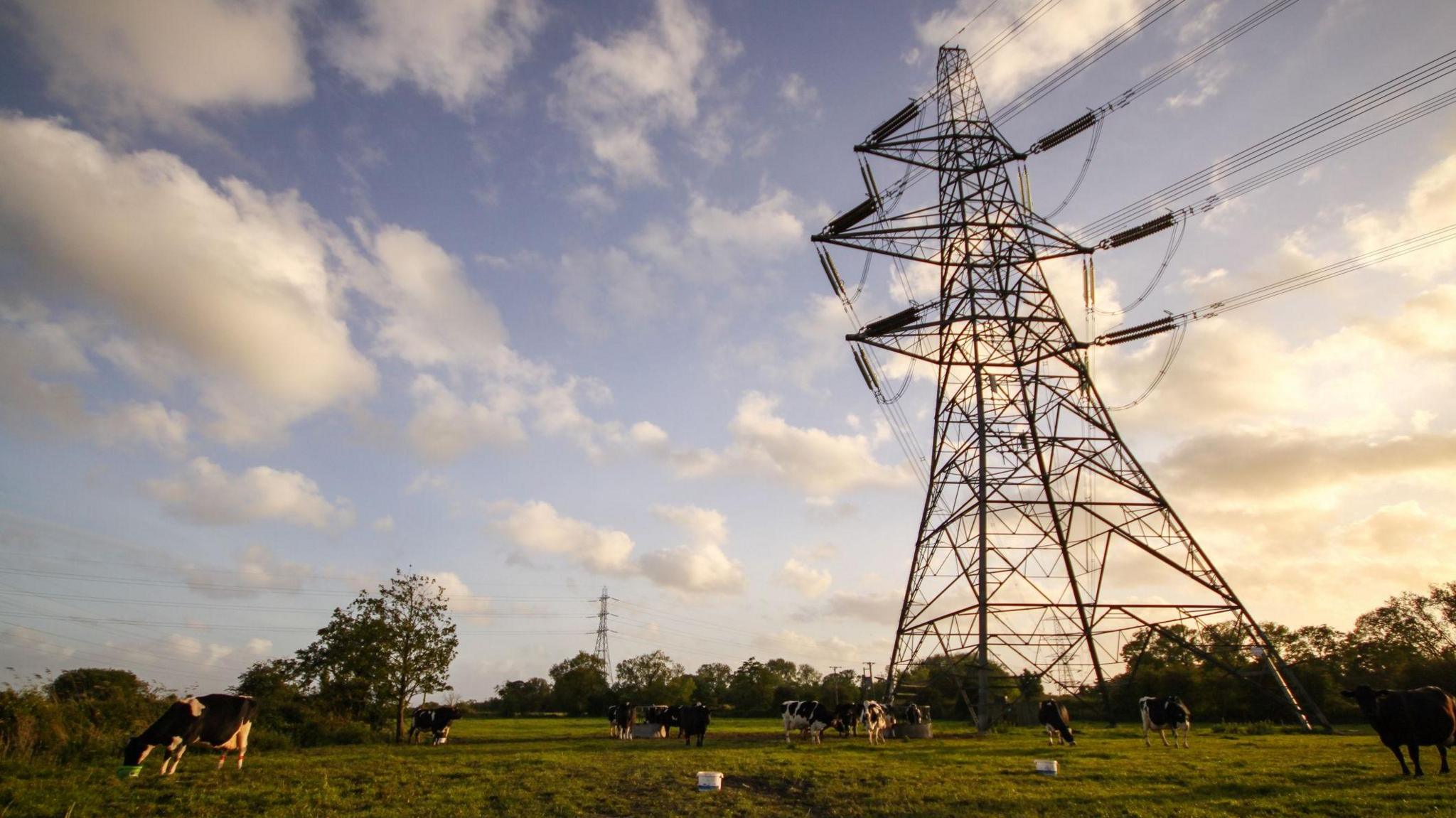 Cefn gwlad gyda nifer o wartheg yn pori. Yn y cefndir, mae peilonau trydan mawr yn ymestyn i’r awyr, gyda cheblau’n rhedeg ar draws y llun. Mae’r awyr yn las golau gyda chymylau gwyn a golau haul cynnes yn taflu cysgodion hir ar y cae. 