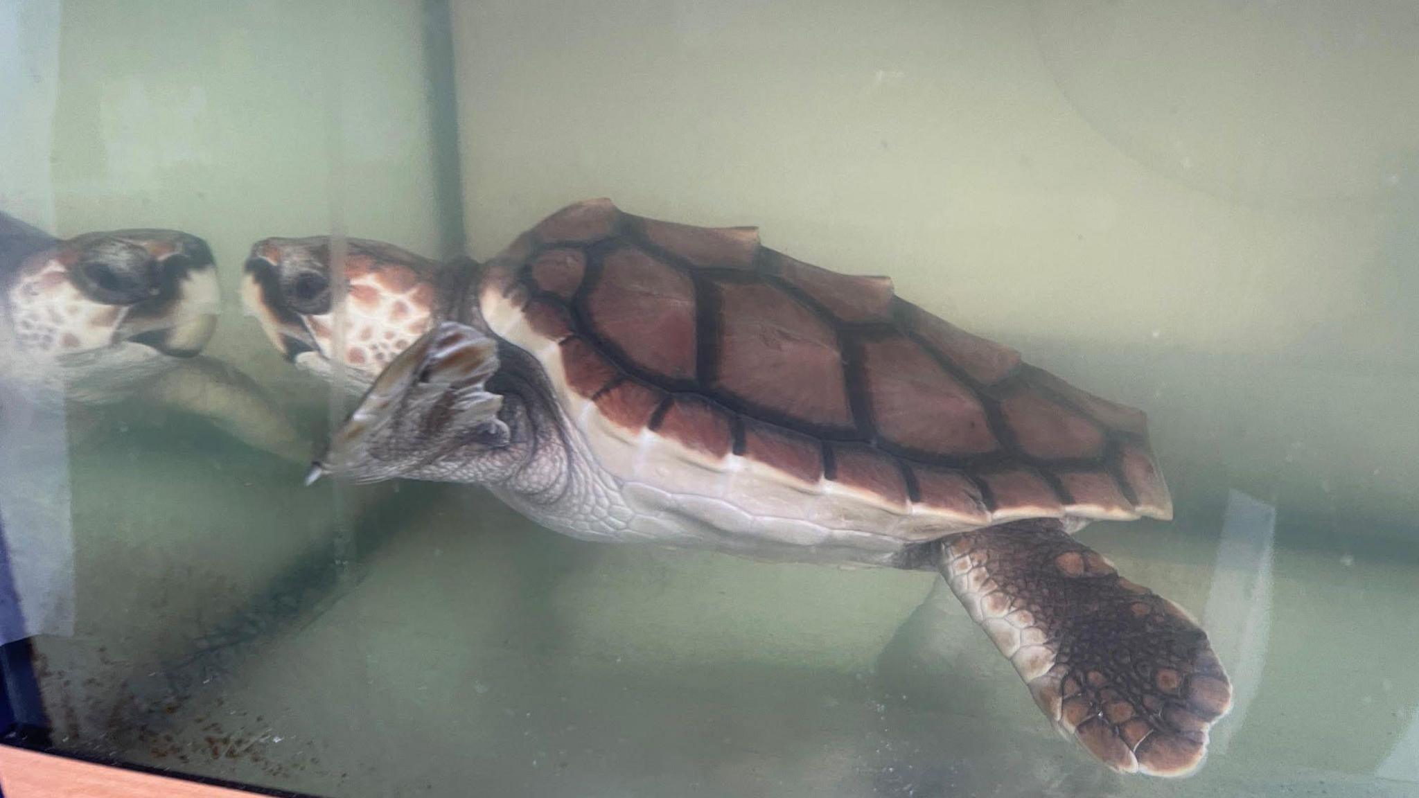 Turtle swimming in a tank