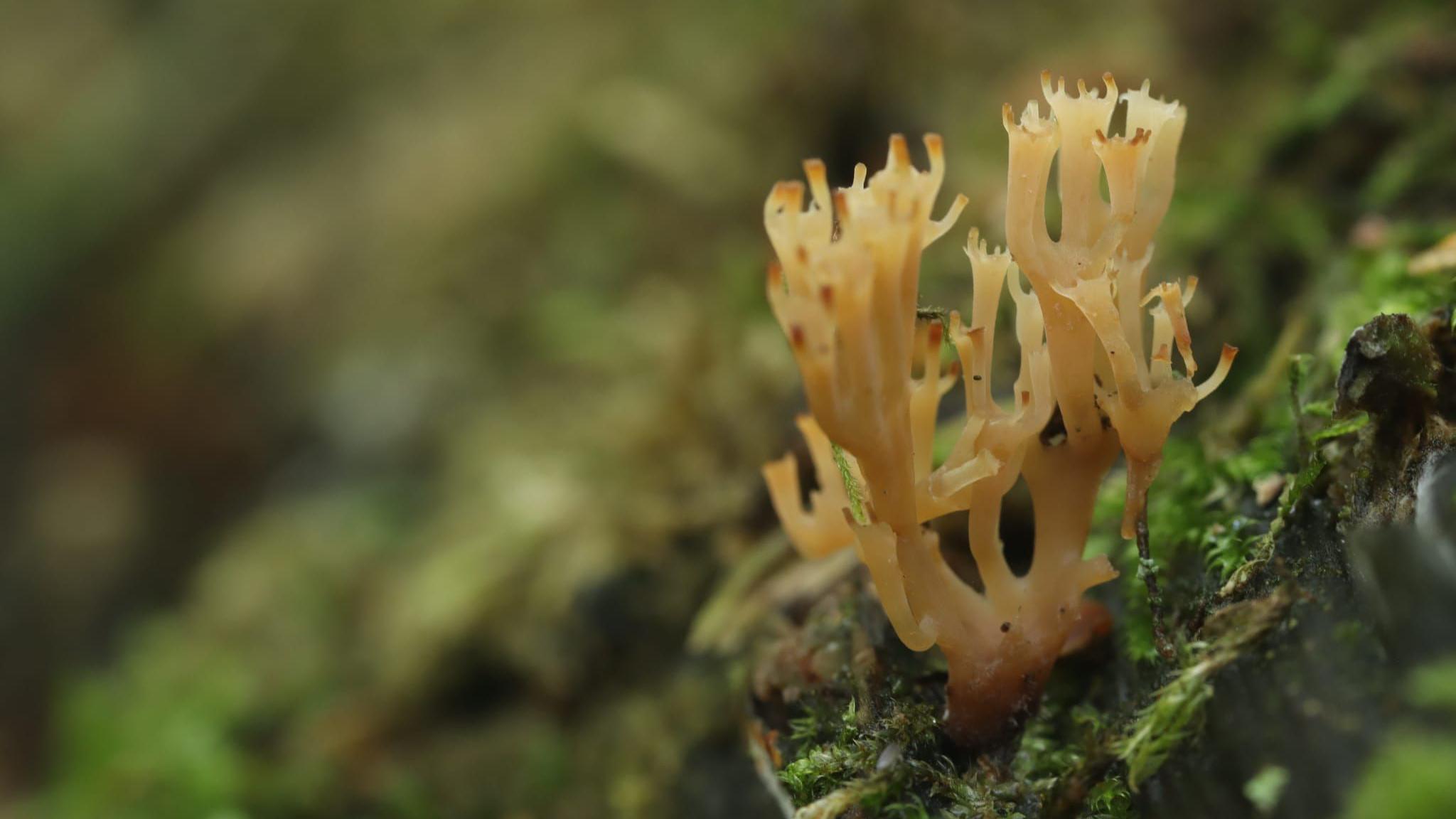 The fungus is on a rotting mossy log. The coral is of a yellow colour and looks like a crown. 