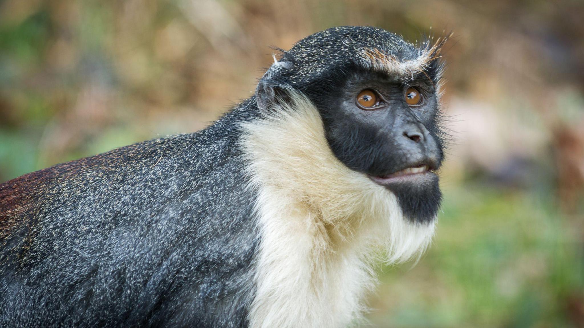 The Diana monkey has a white beard and chest and is looking up with orange eyes