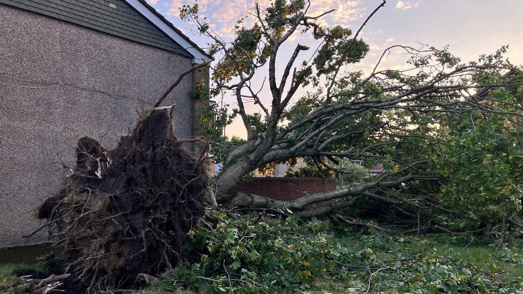 Tree uprooted from the ground and on the floor