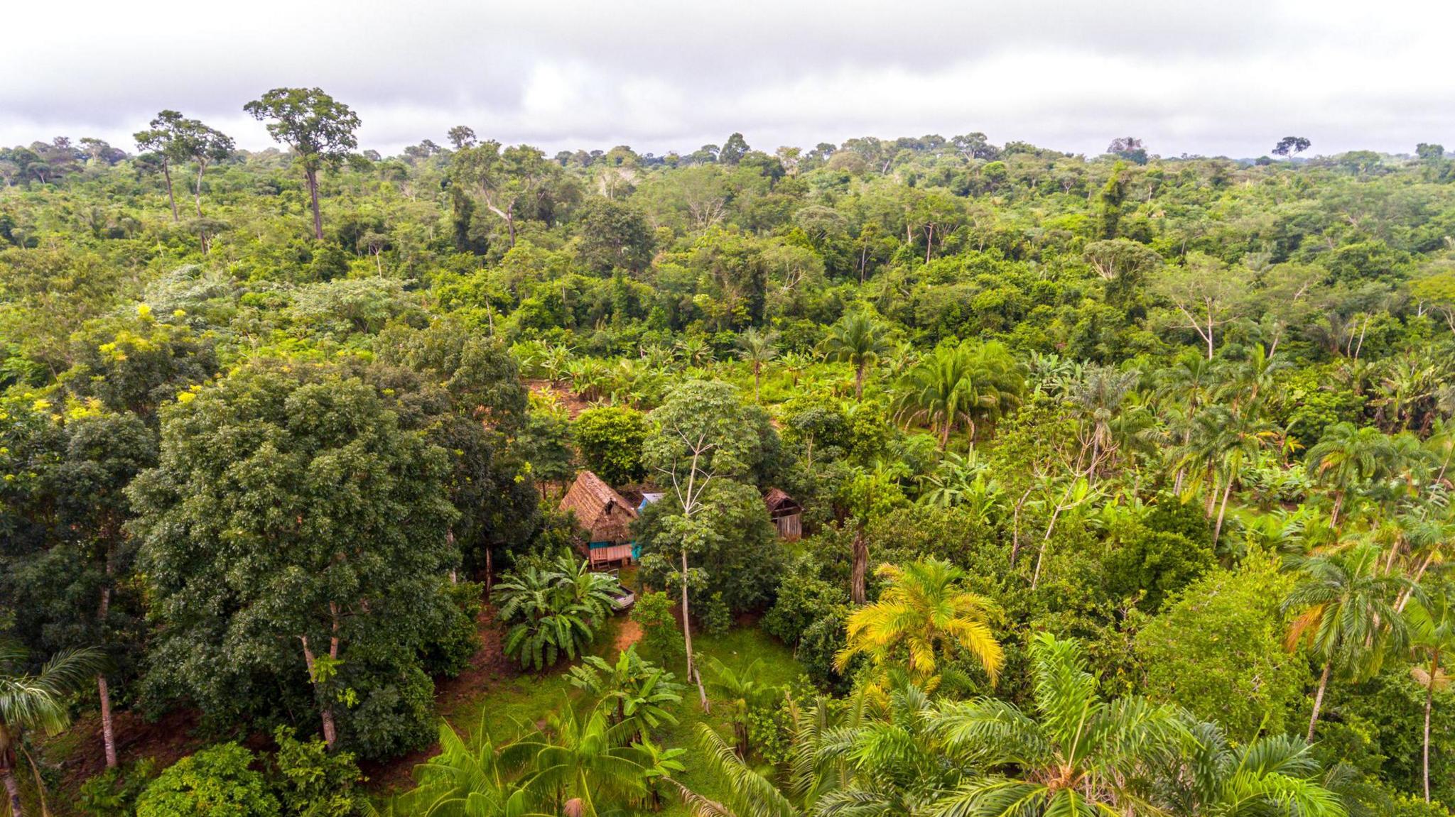 A small house in the middle of a huge number of trees.