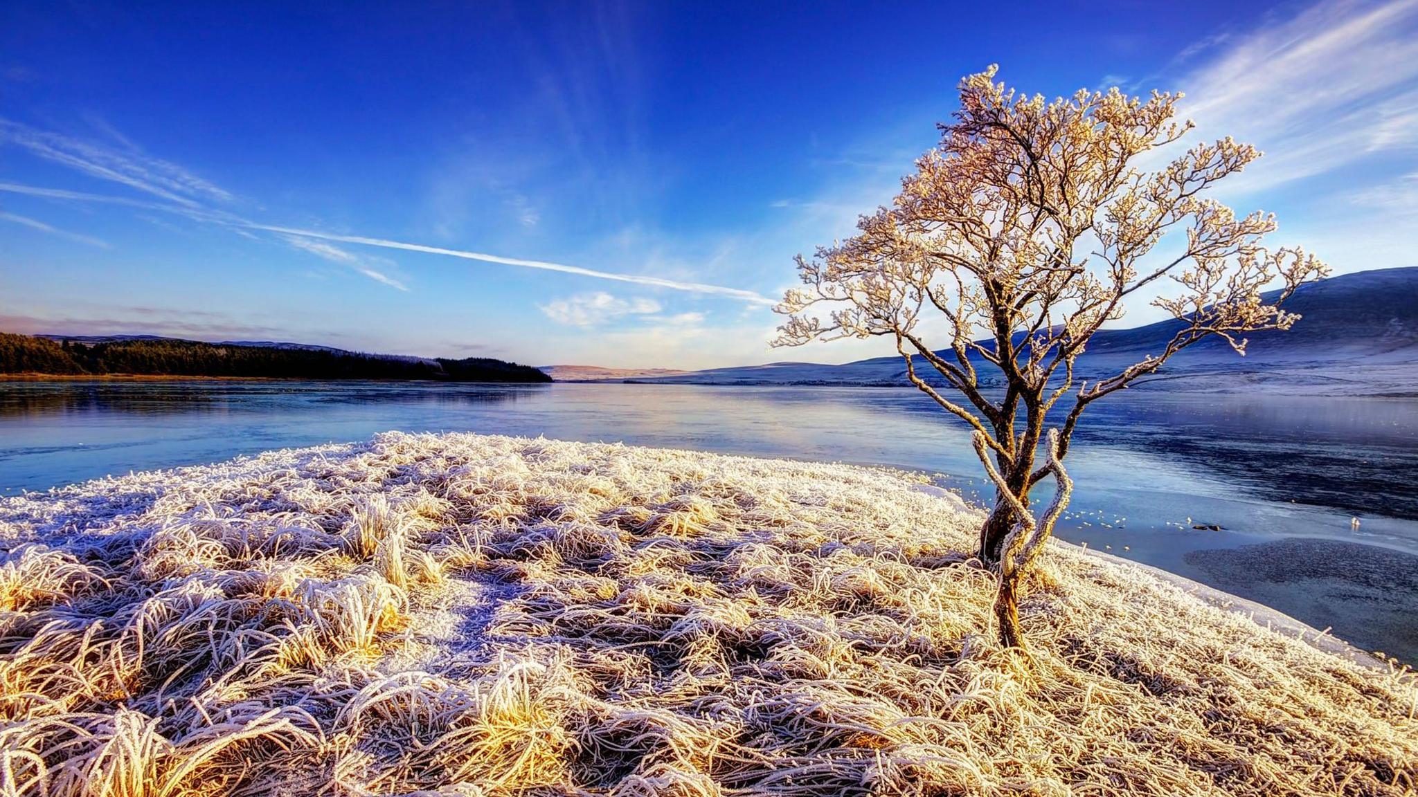 Craobh an cois locha le beagan de shneachda air an talamh