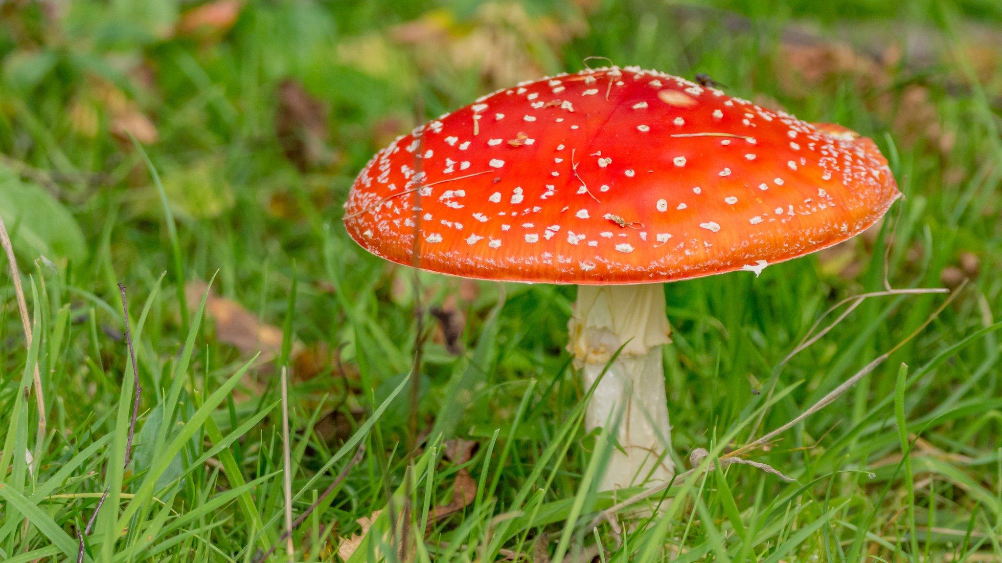 toadstool.