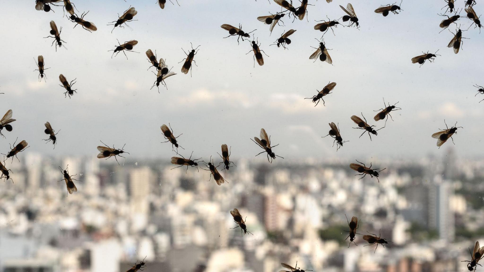 Flying ants on the outside of a window