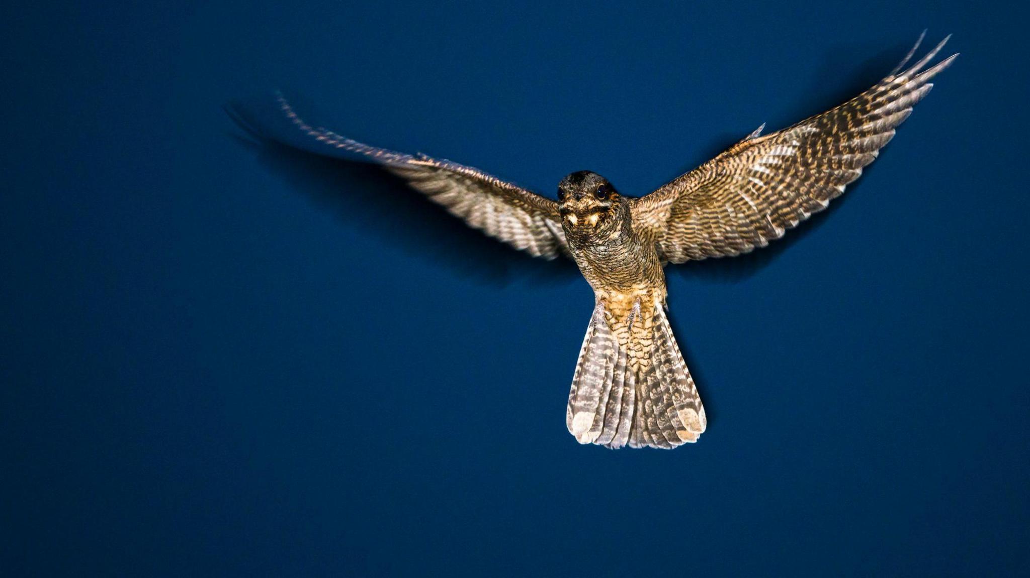 Nightjar in flight