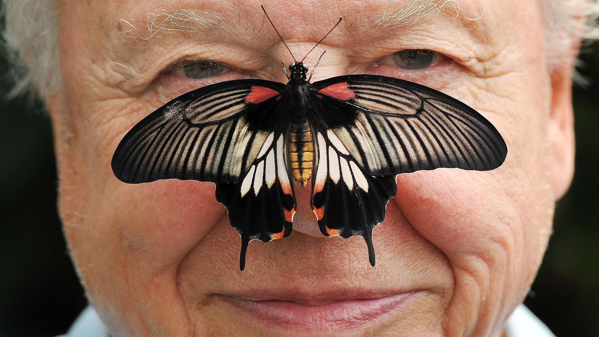 Butterfly Conservation President Sir David Attenborough