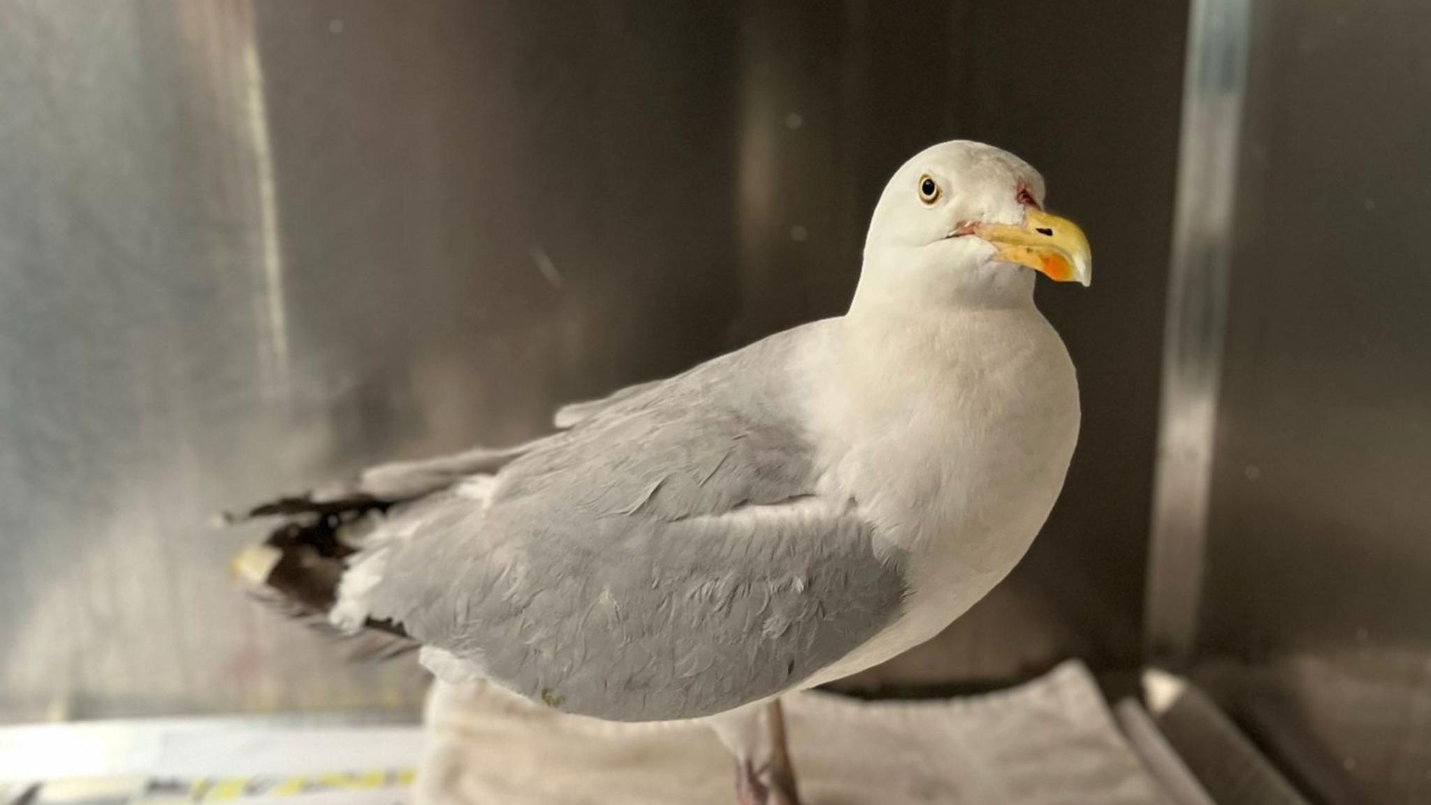 Seagull inside box in rescue centre