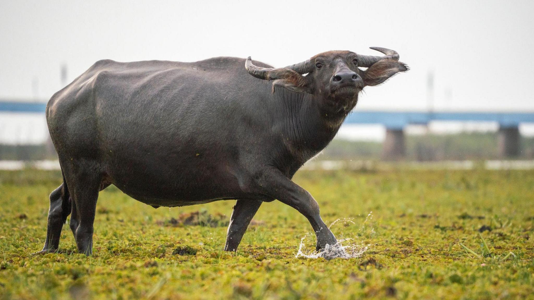 a water buffalo stomping through a wet green field