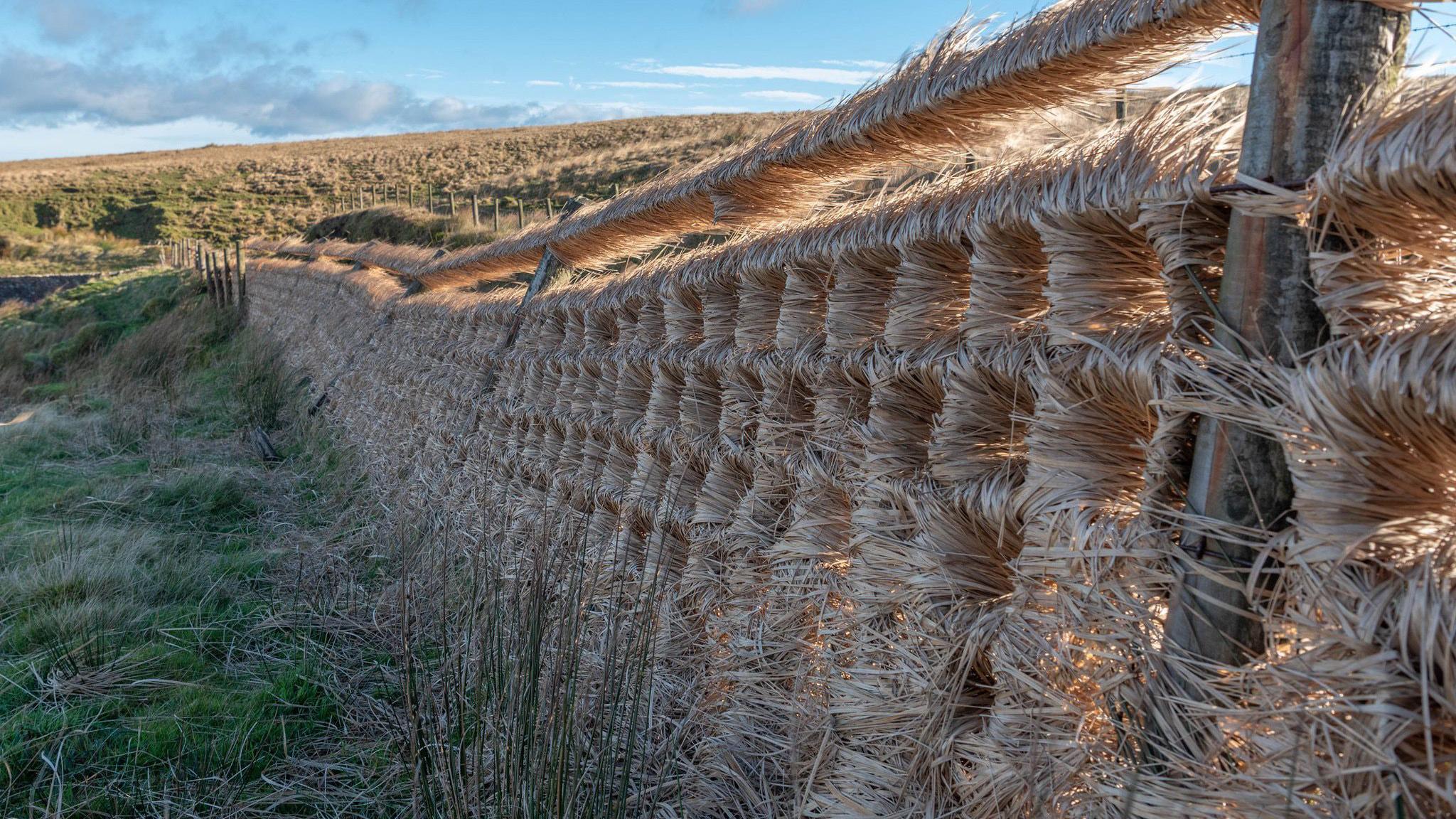 Wind is blowing through a fence next to a field, blowing grass through the gaps.