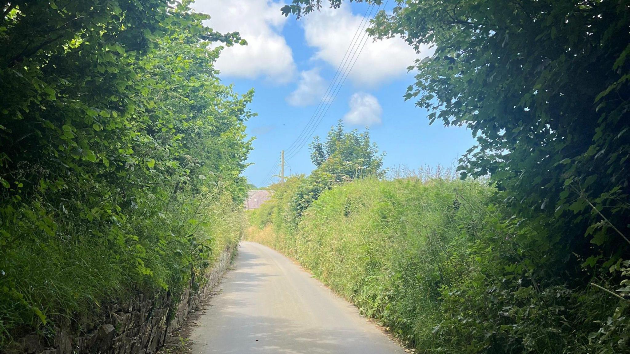 A Jersey lane with green hedges on either side and a blue sky in the background.