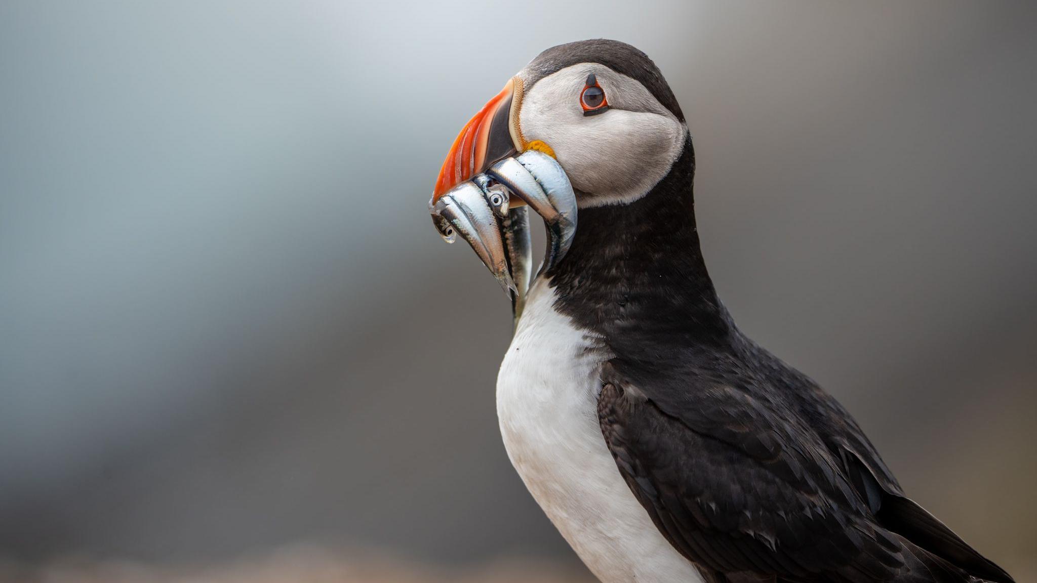 A puffin, with black and white feathers and a distinctive orange beak, holding several fish in its mouth