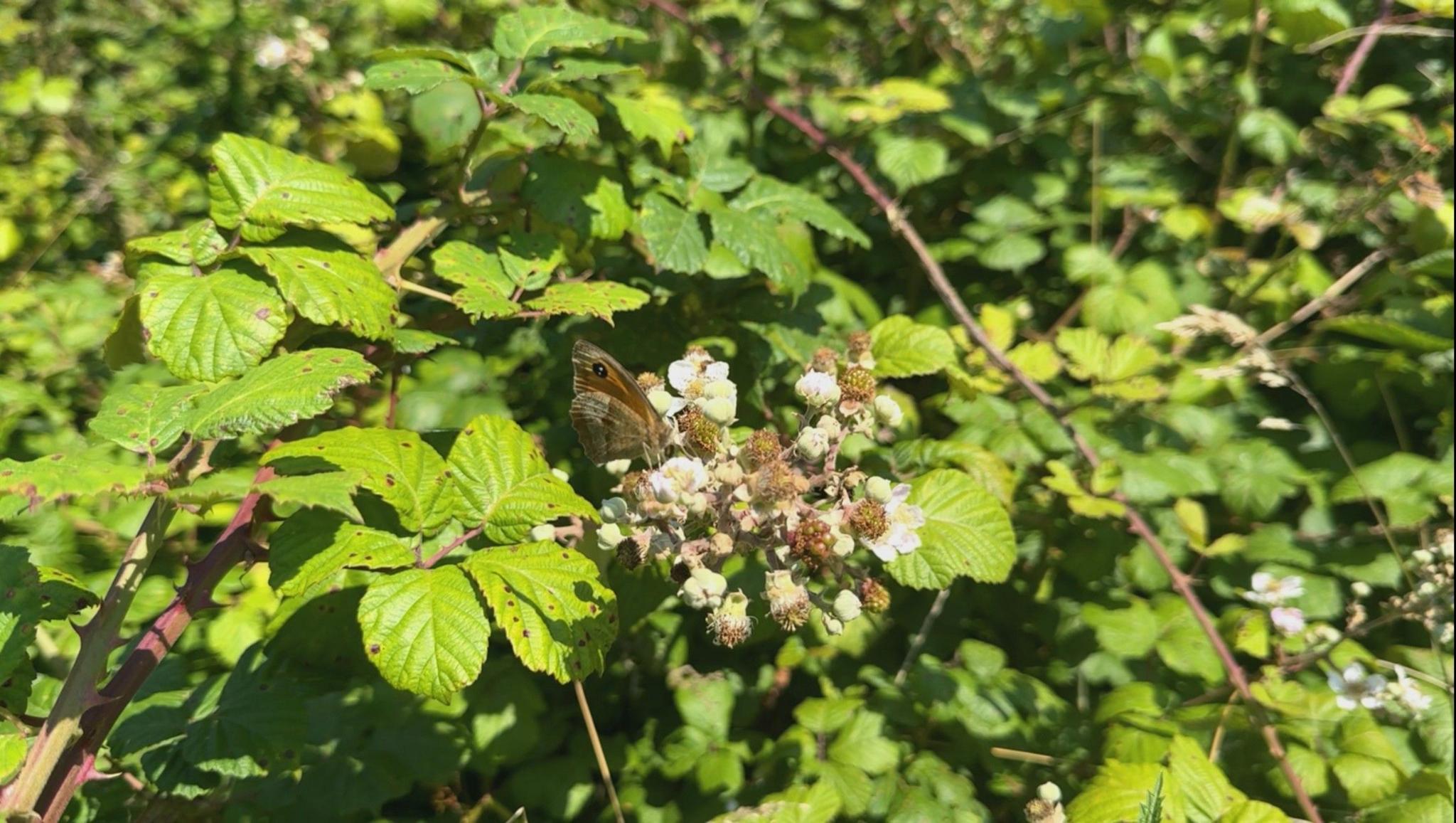 A brown butterfly resting on a green bush