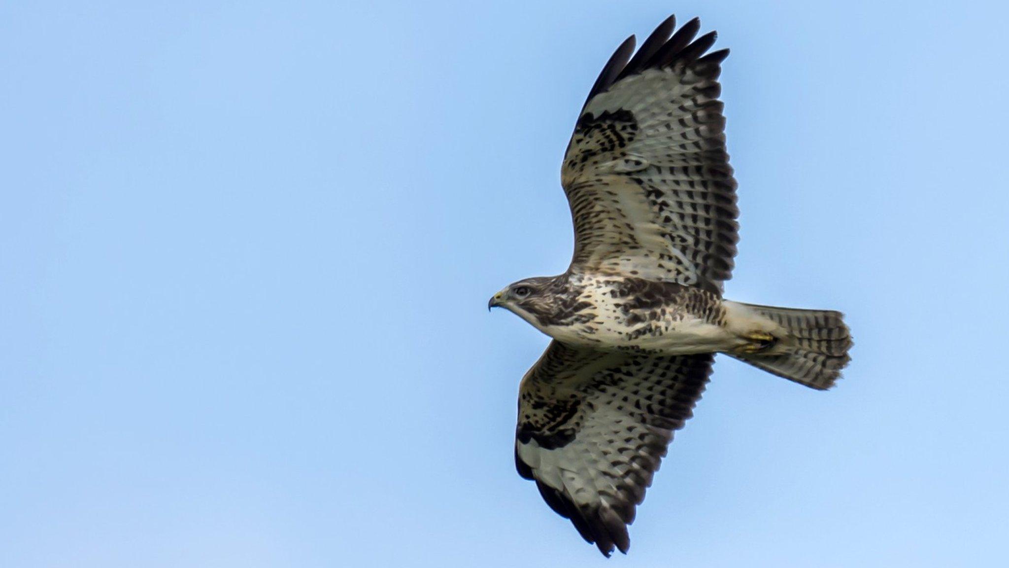 Hen harrier