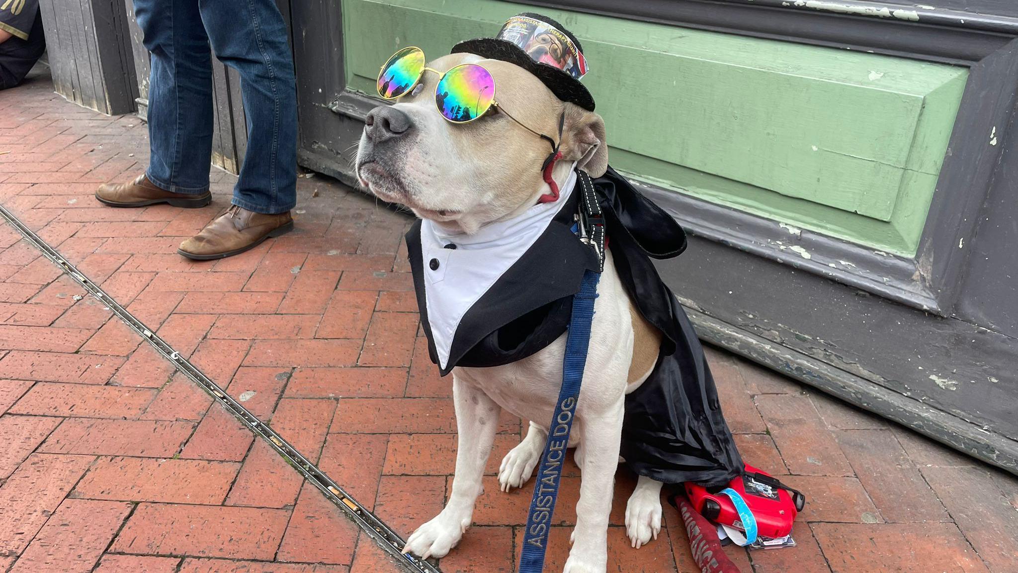 A beige and white dog wearing a black top hat, colourful circular sunglasses and a black cape. He has a blue lead that reads "Assistance dog"
