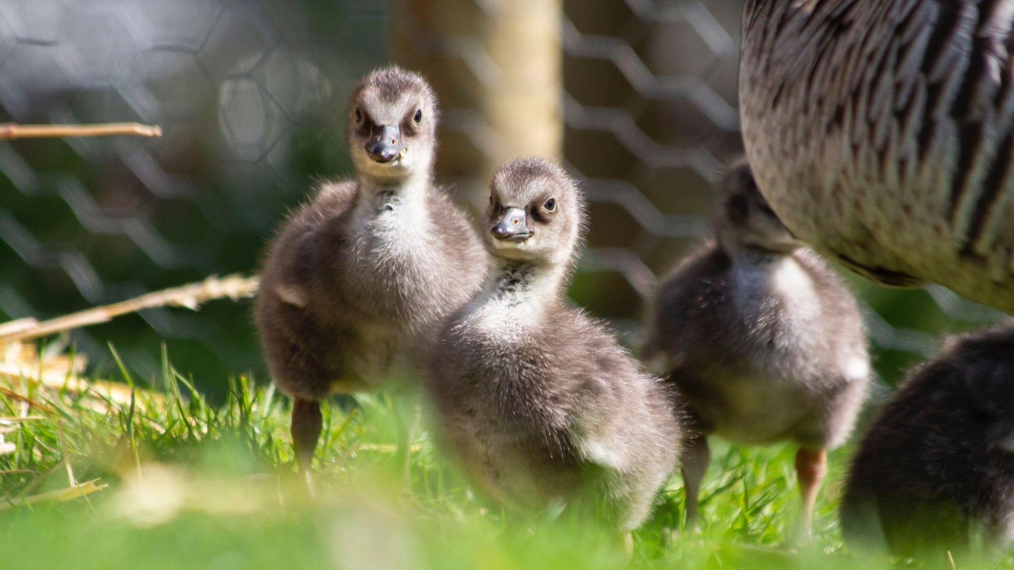 2 nēnē goslings