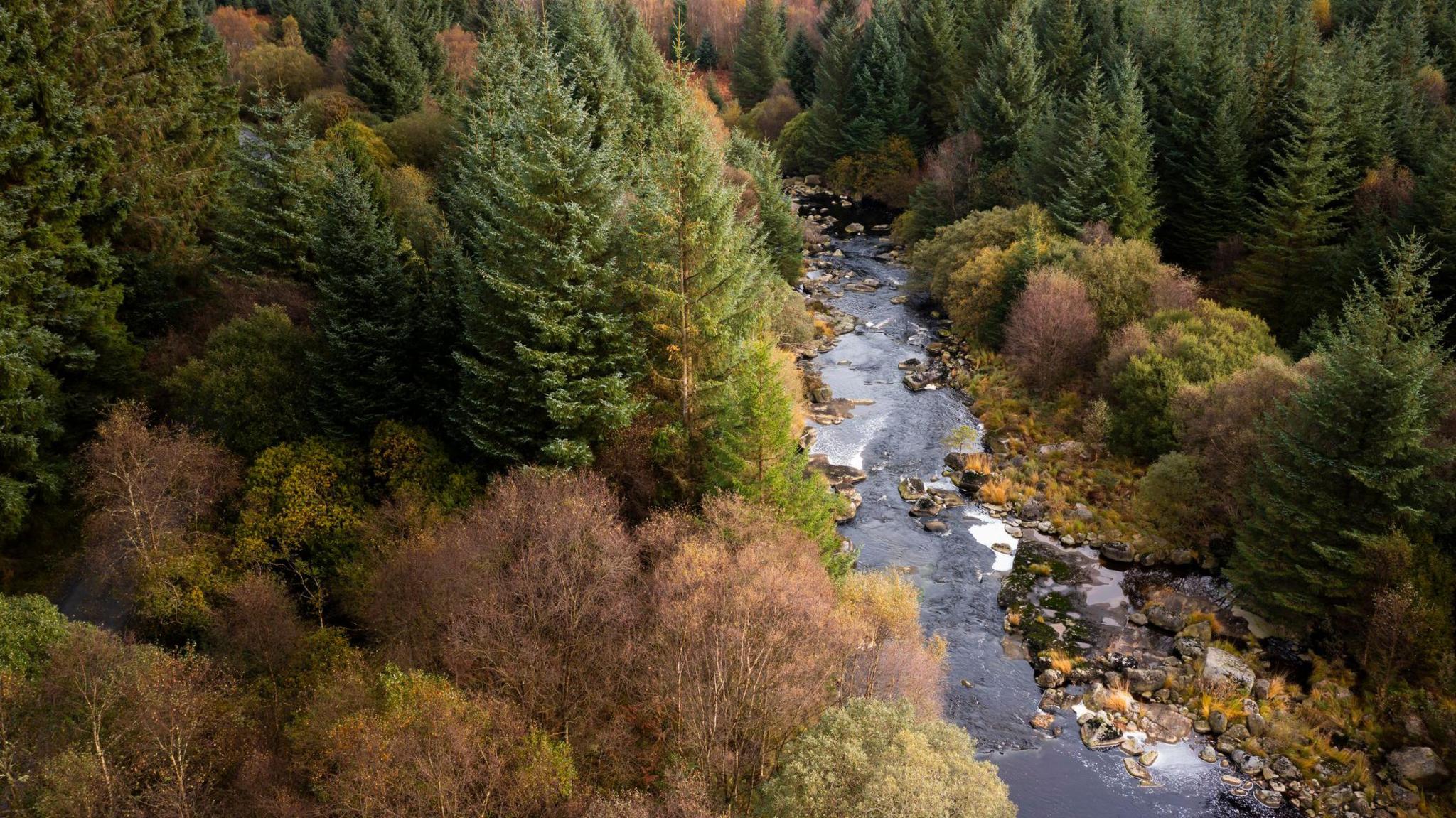 An aerial view of a rural scene with tall trees standing around a river cutting through the middle