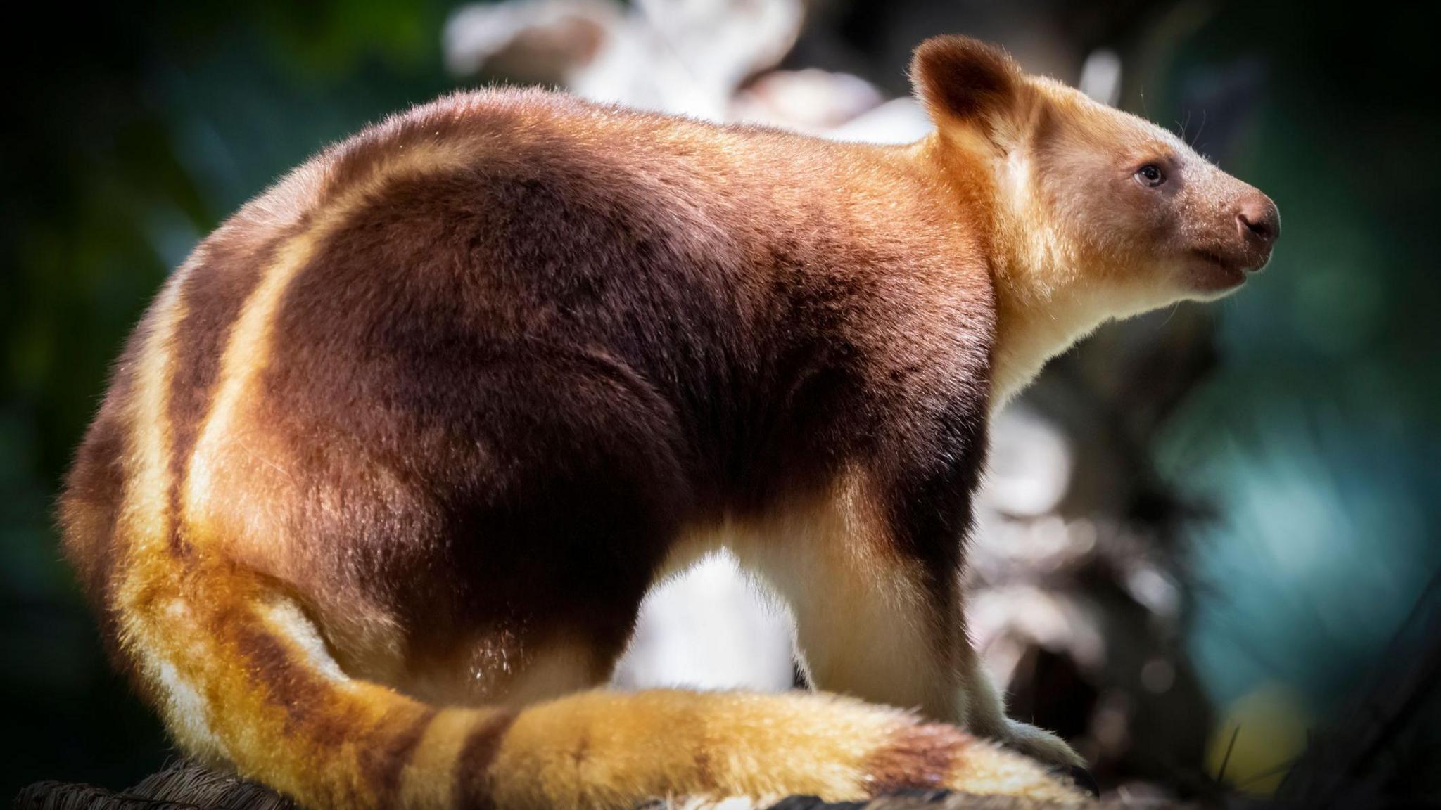 tree kangaroo