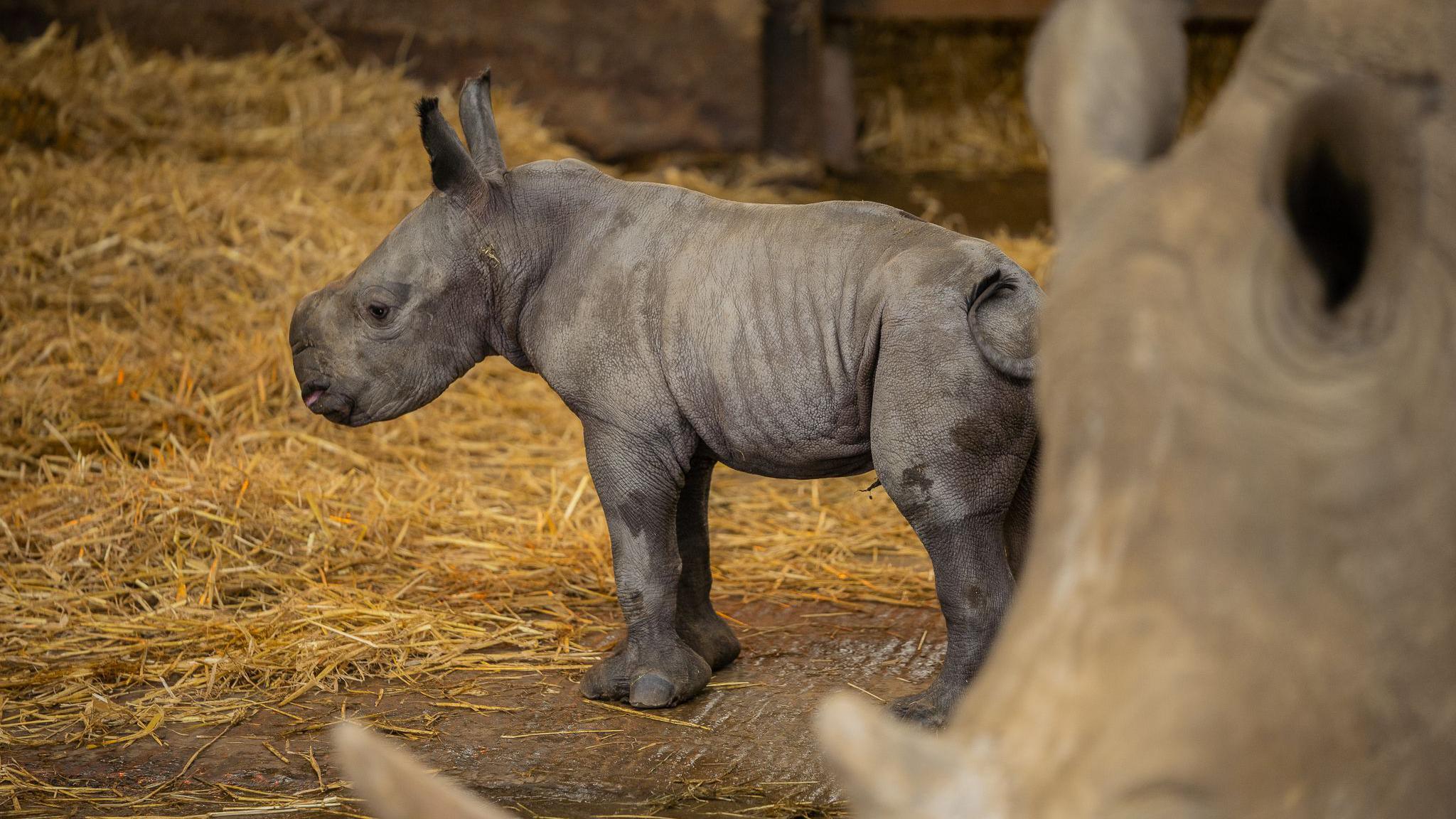 The baby calf in his enclosure 