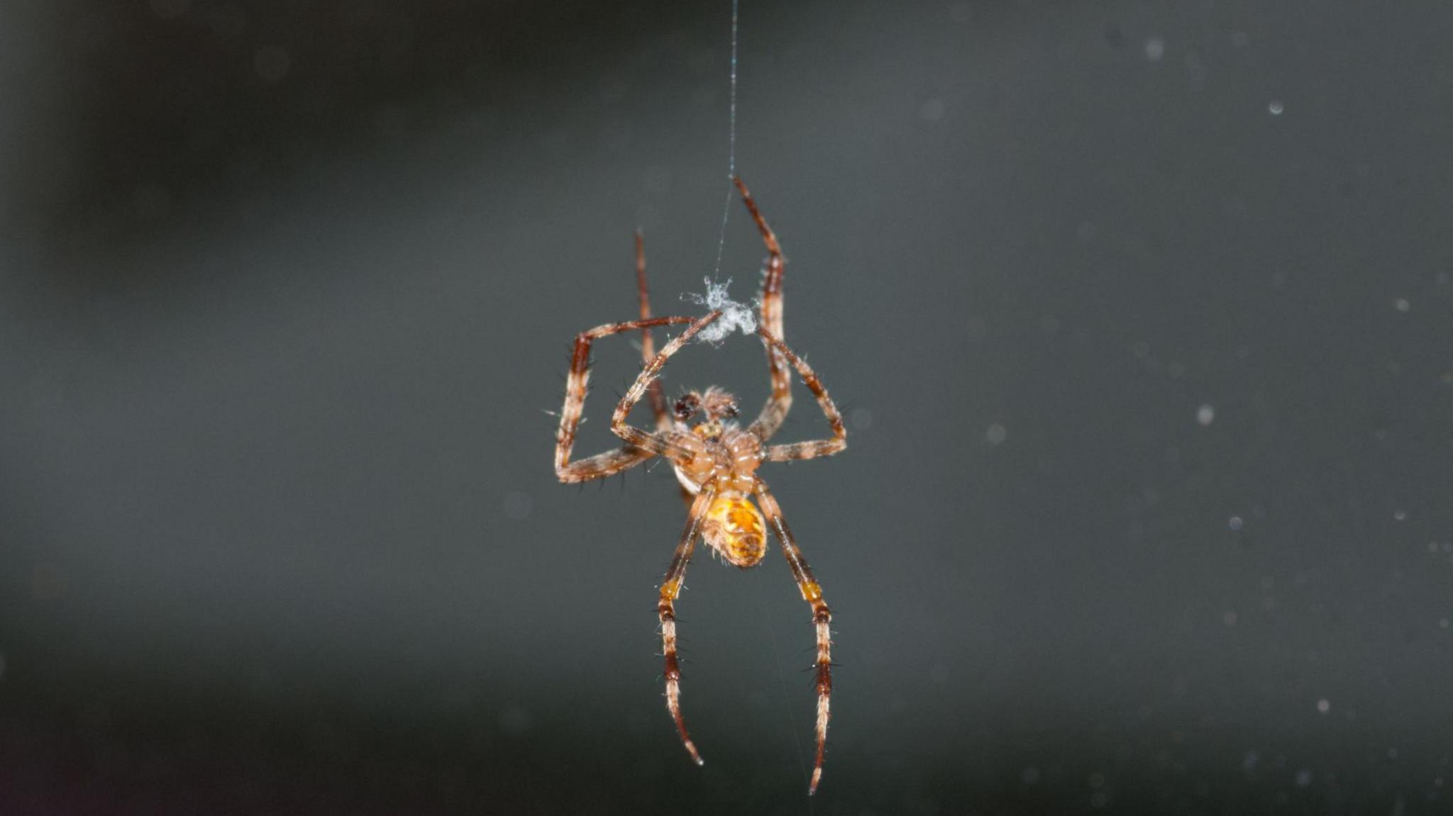 Funnel-web spider