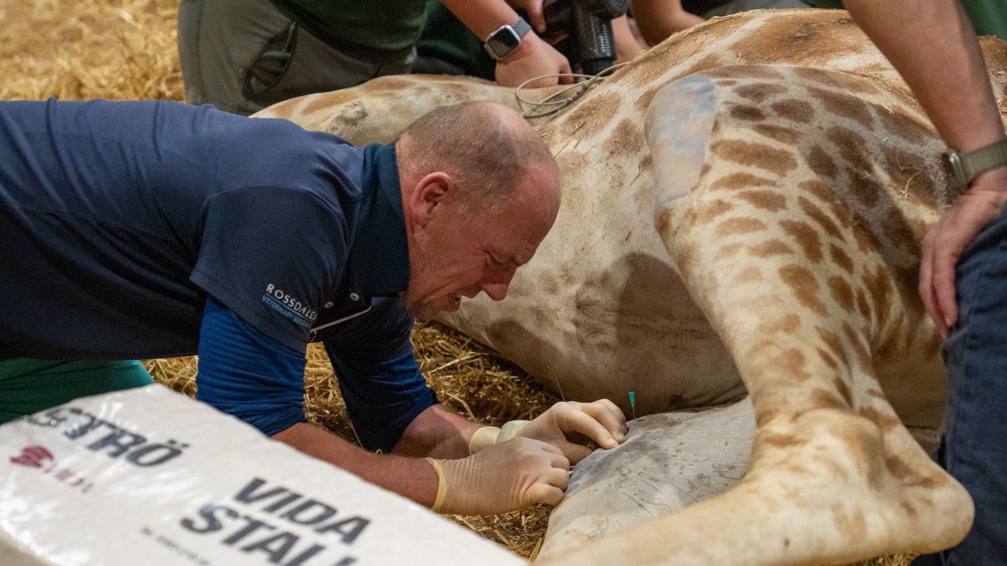 A vet wearing a blue jumper operates on the giraffe's knee with his hands, while kneeling and resting on his elbows. He looks focused as the giraffe lies on its side on a bed of straw. Two other people are kneeling down around the prone animal.