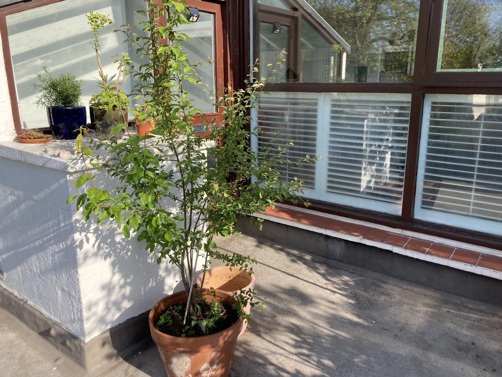 Some plants on a porch