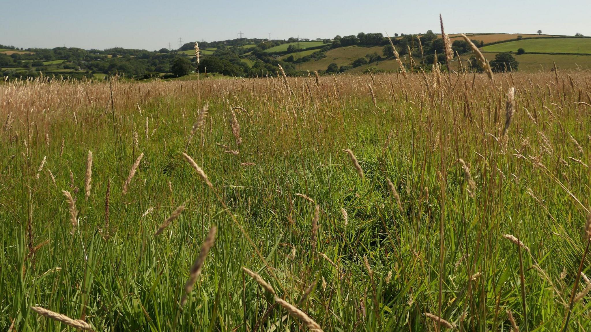 A field in South Brent on a clear day with a hill covered in trees in the distance