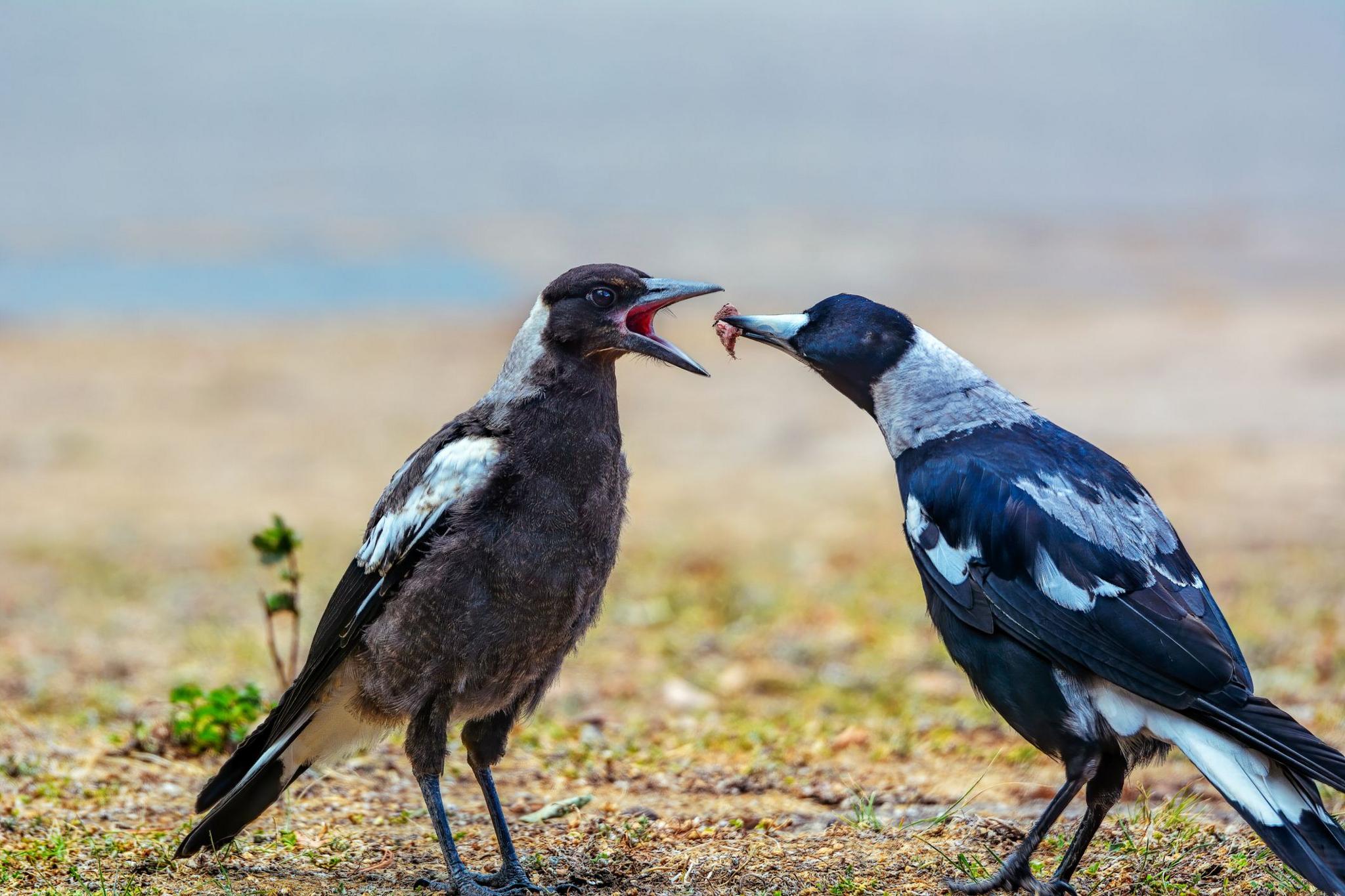 Australian magpies