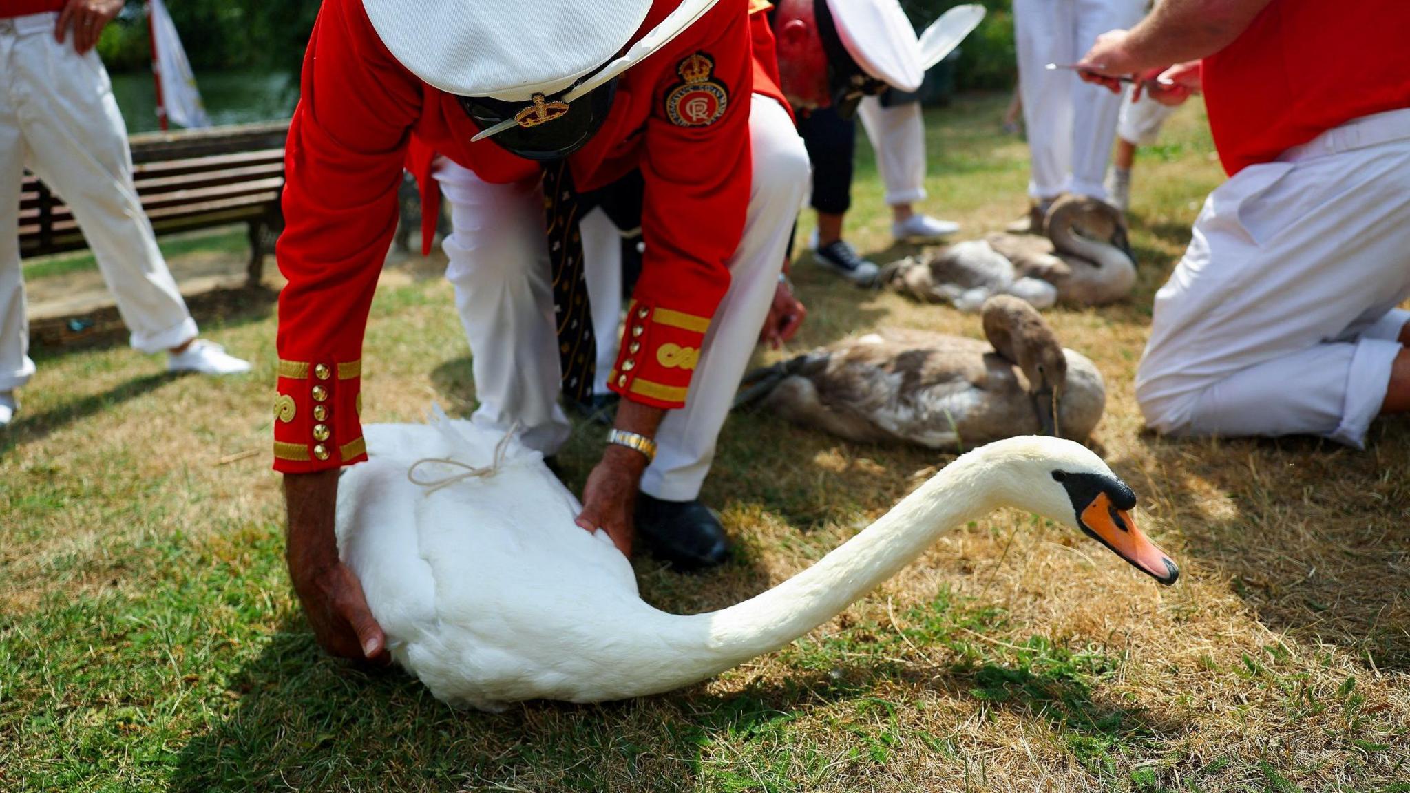 A man dressed in a bright red jacket with gold detailing and a white naval-style hat with a white feather sticking out of it, picking up a white swan on a grassy area. The swan's long neck is extended forward. In the background, other officials and volunteers, dressed in white trousers and red or white shirts, are seen attending to cygnets resting on the grass.