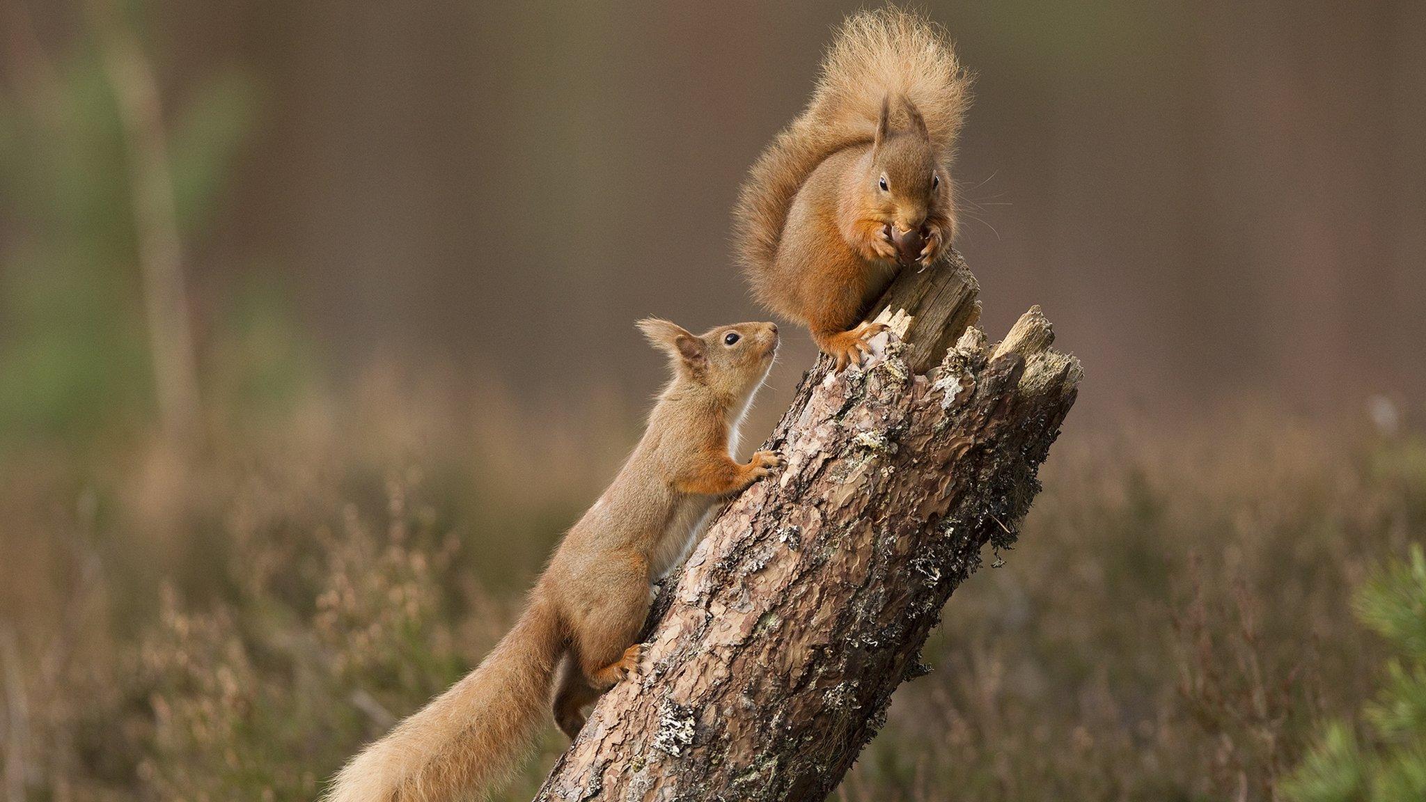 Red squirrels