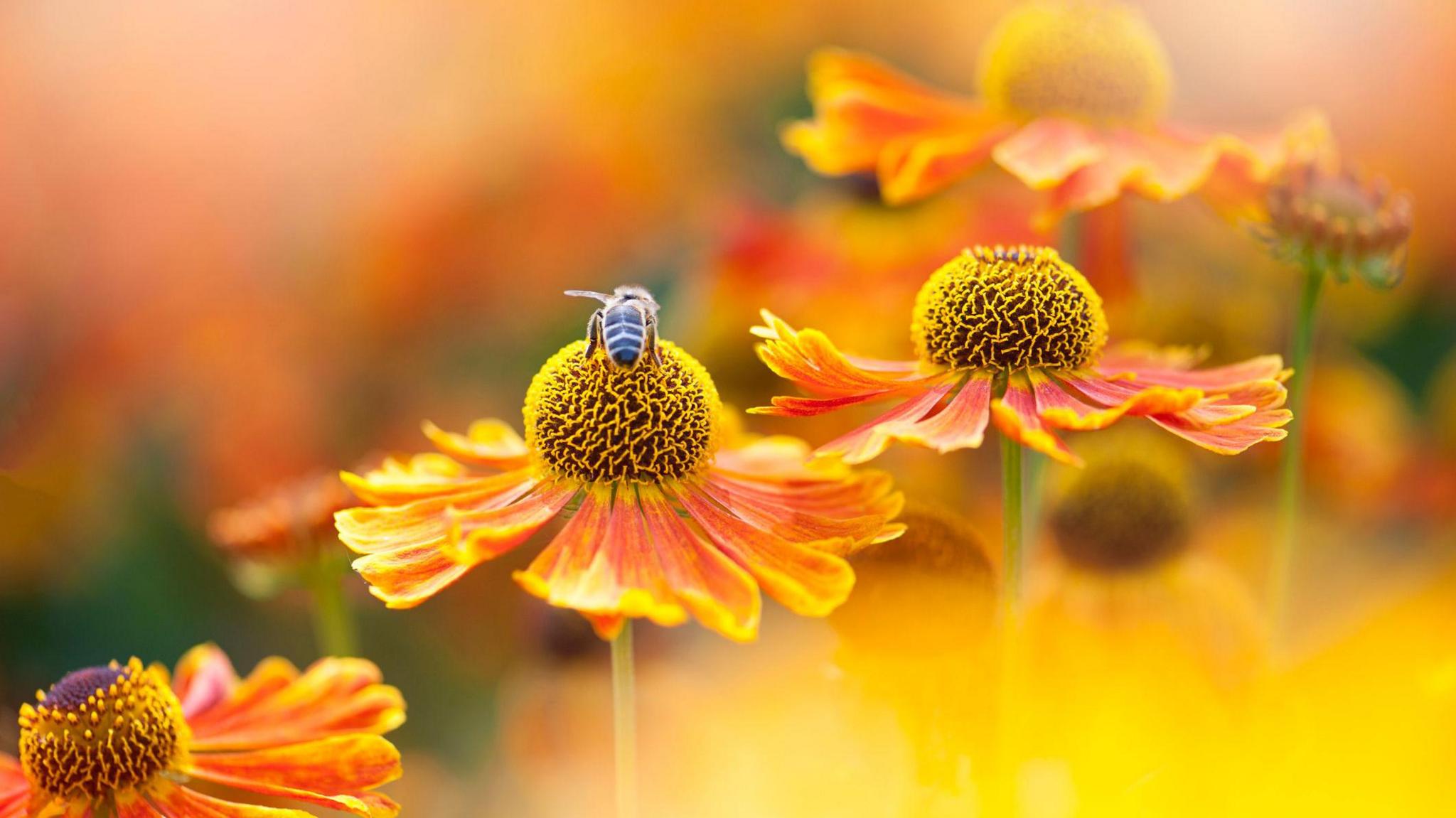 Bee on flower