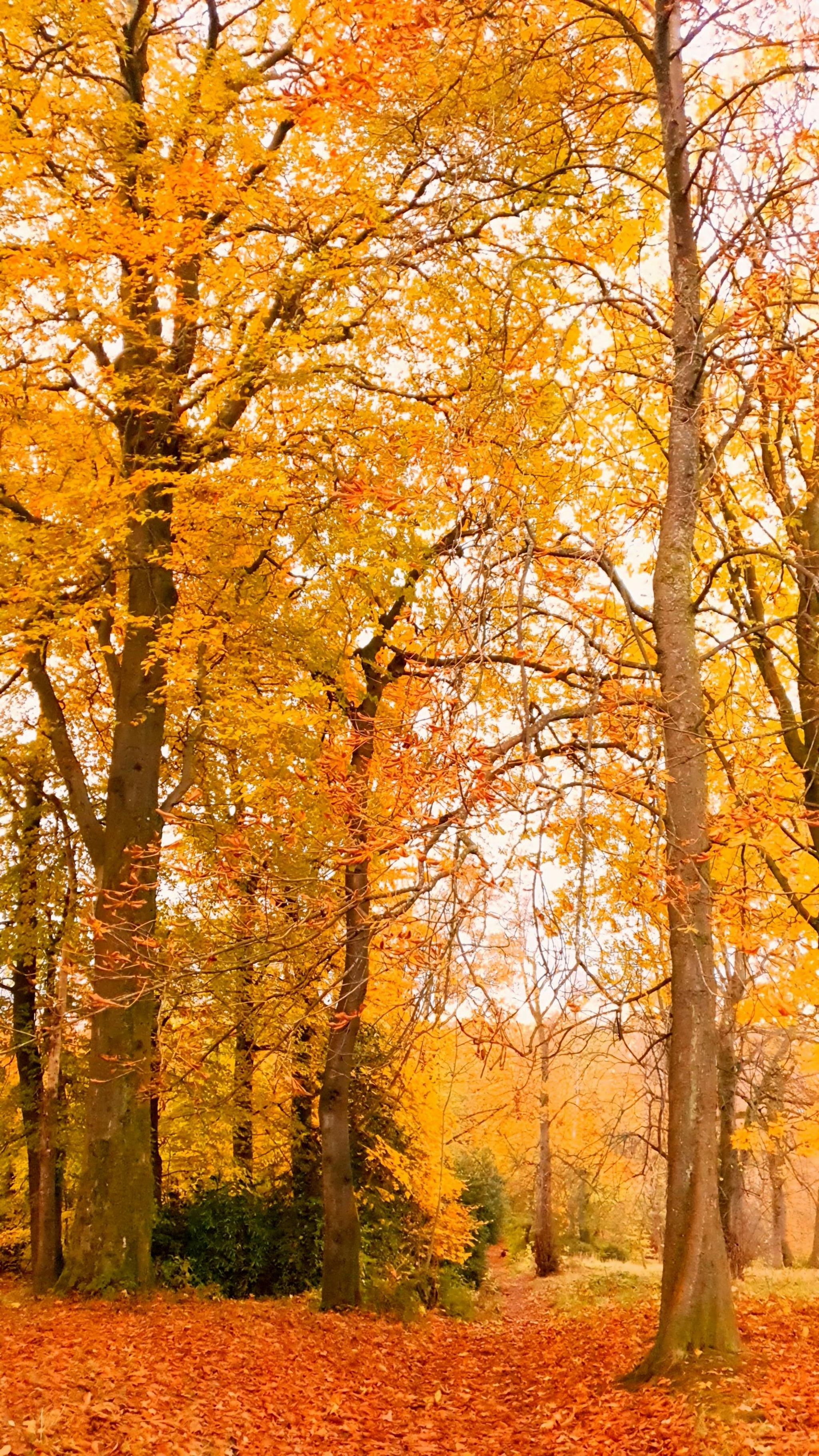 Golden autumn leaves blanket the trees, creating a vibrant canopy of warm yellows and oranges. The forest floor is covered in a thick layer of fallen leaves and tall trunks rise through the foliage.