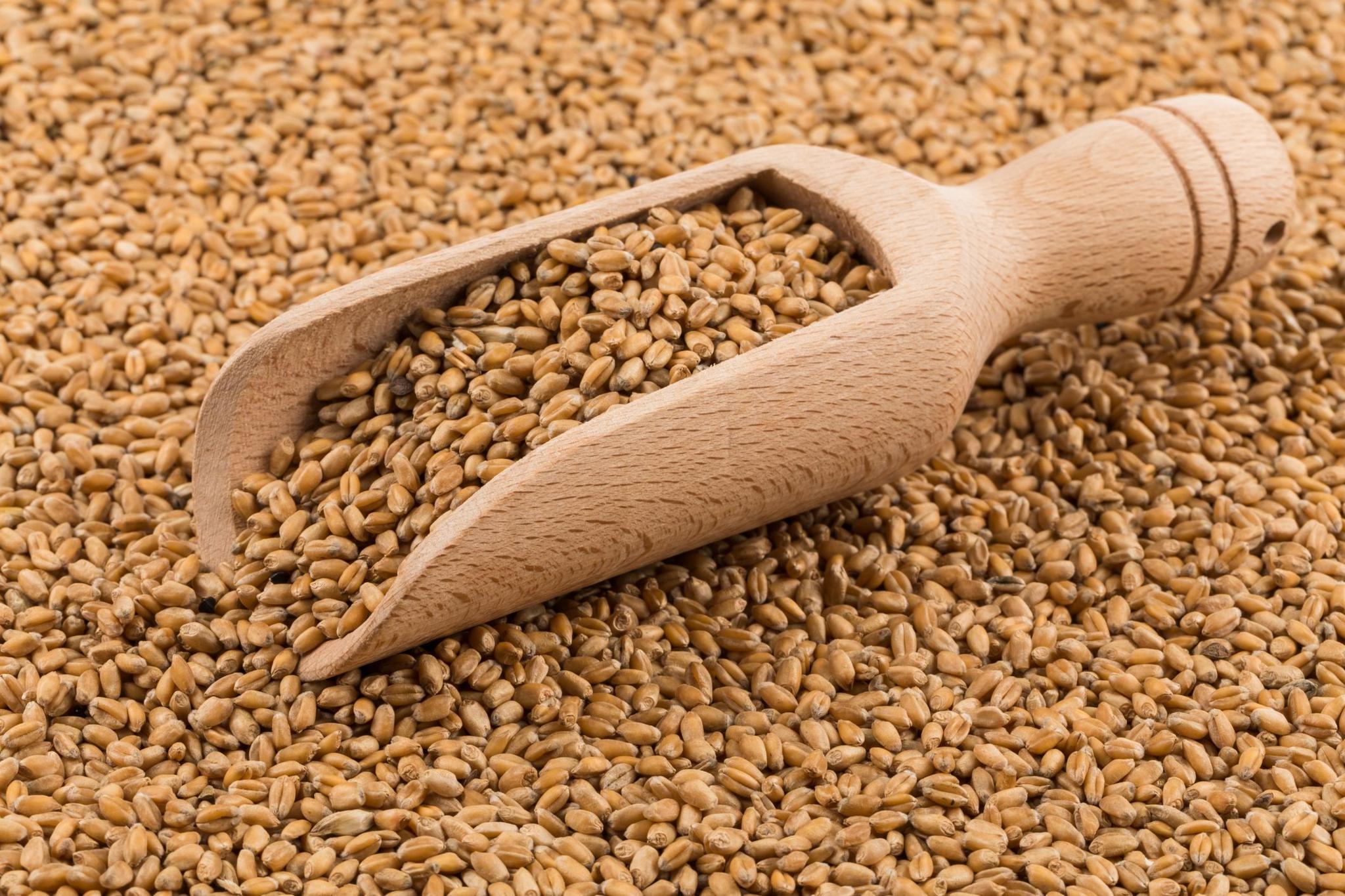 A wooden scooper is sitting in a large container of grain.