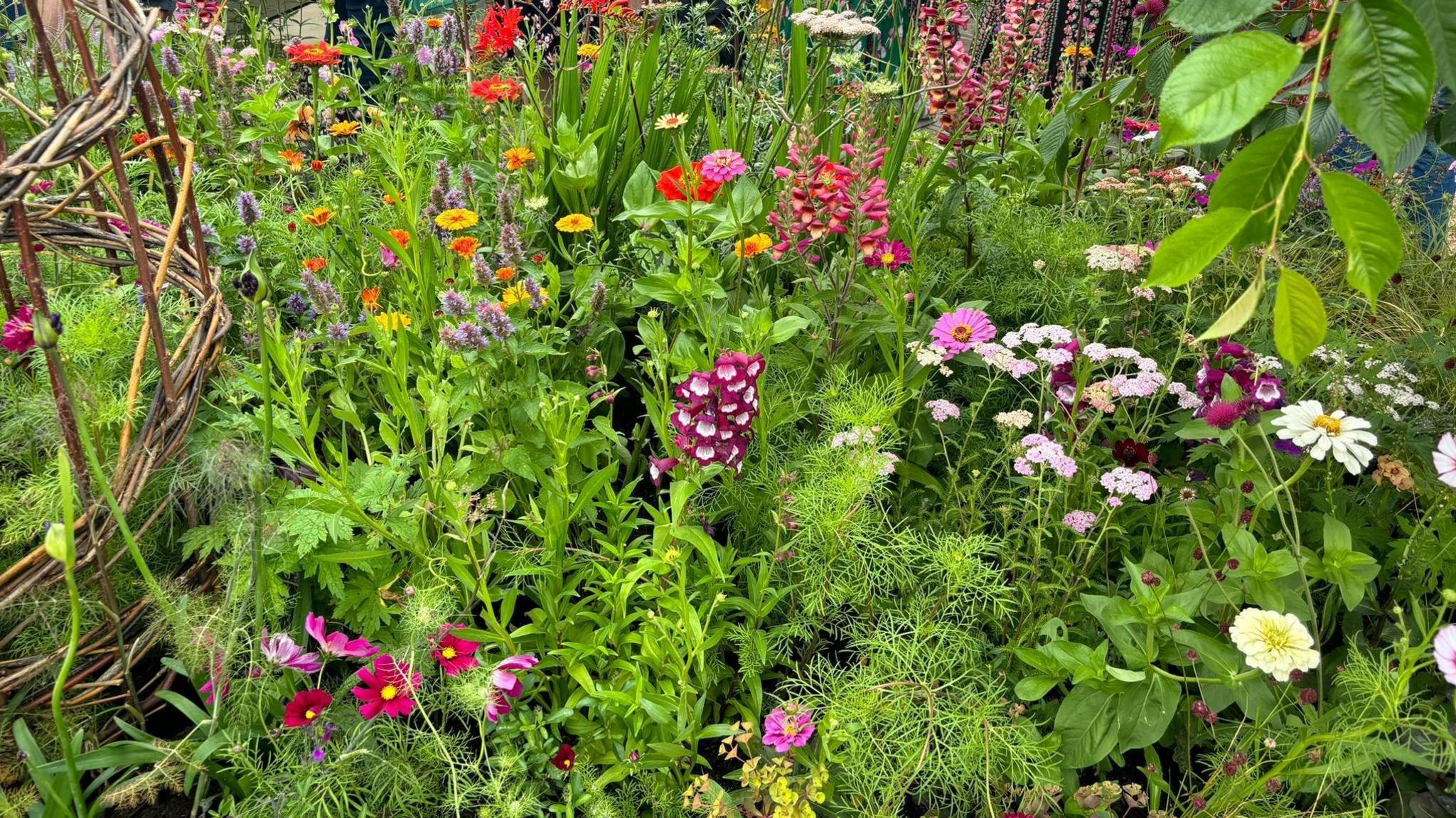 Colourful plants