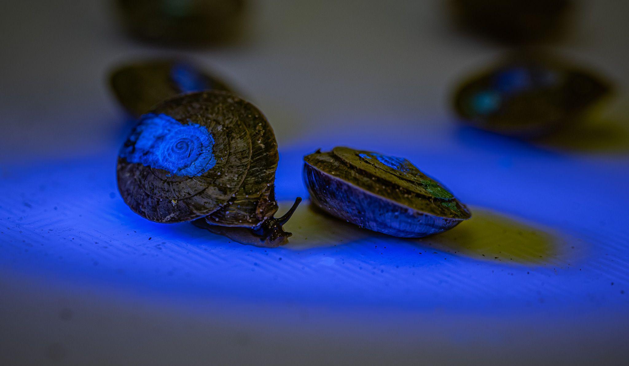 Desertas island land snails marked with a dot that is visible under ultraviolet light