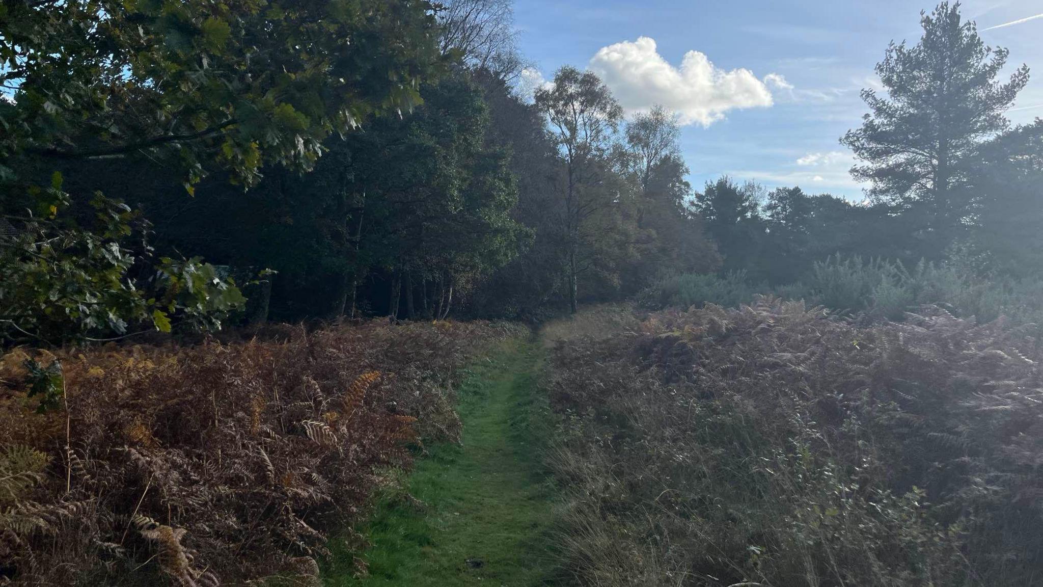 A path through Ashdown Forest, with ferns growing either side and trees in the middle distance.