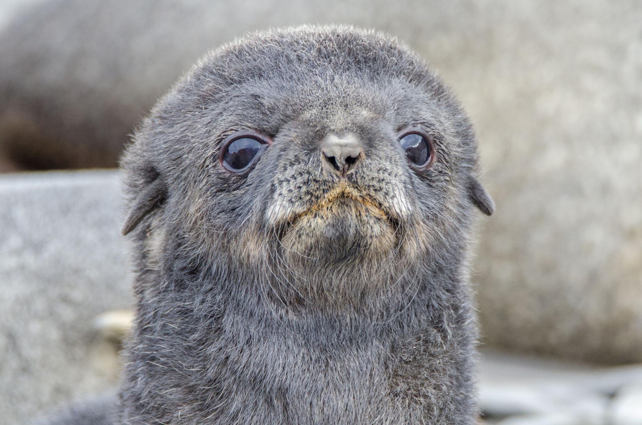 Antarctic fur seal looks straight at the camera. 