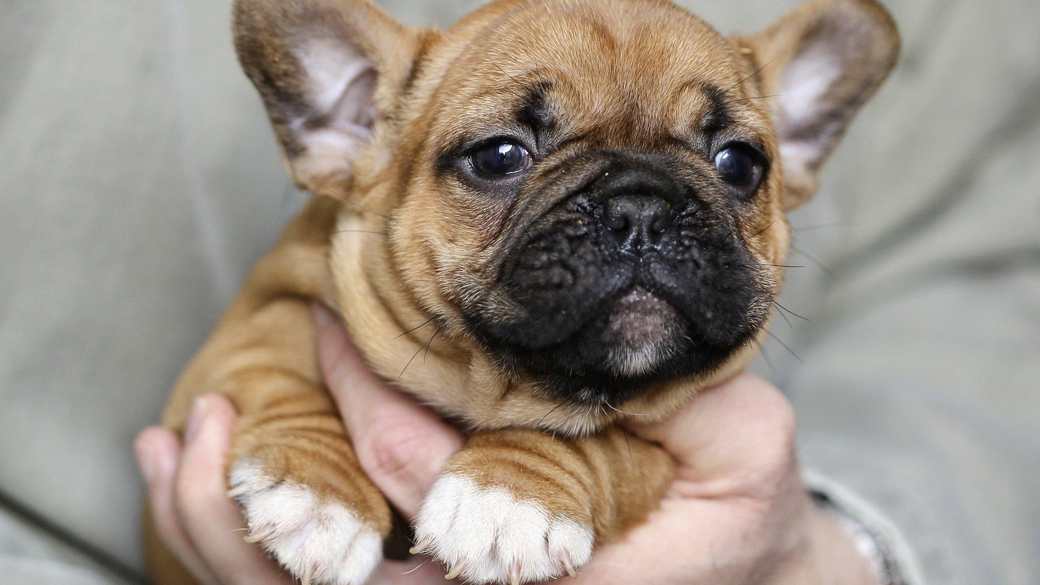 French bulldog puppy