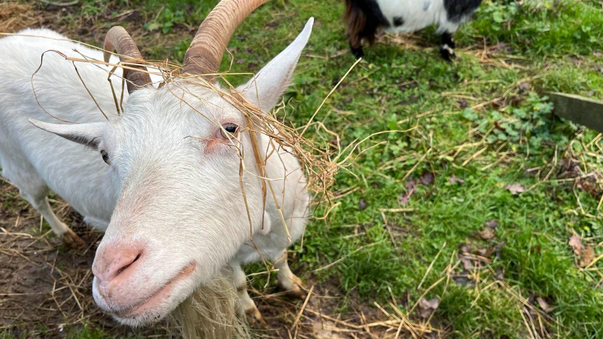 A white goat stares at the camera. 